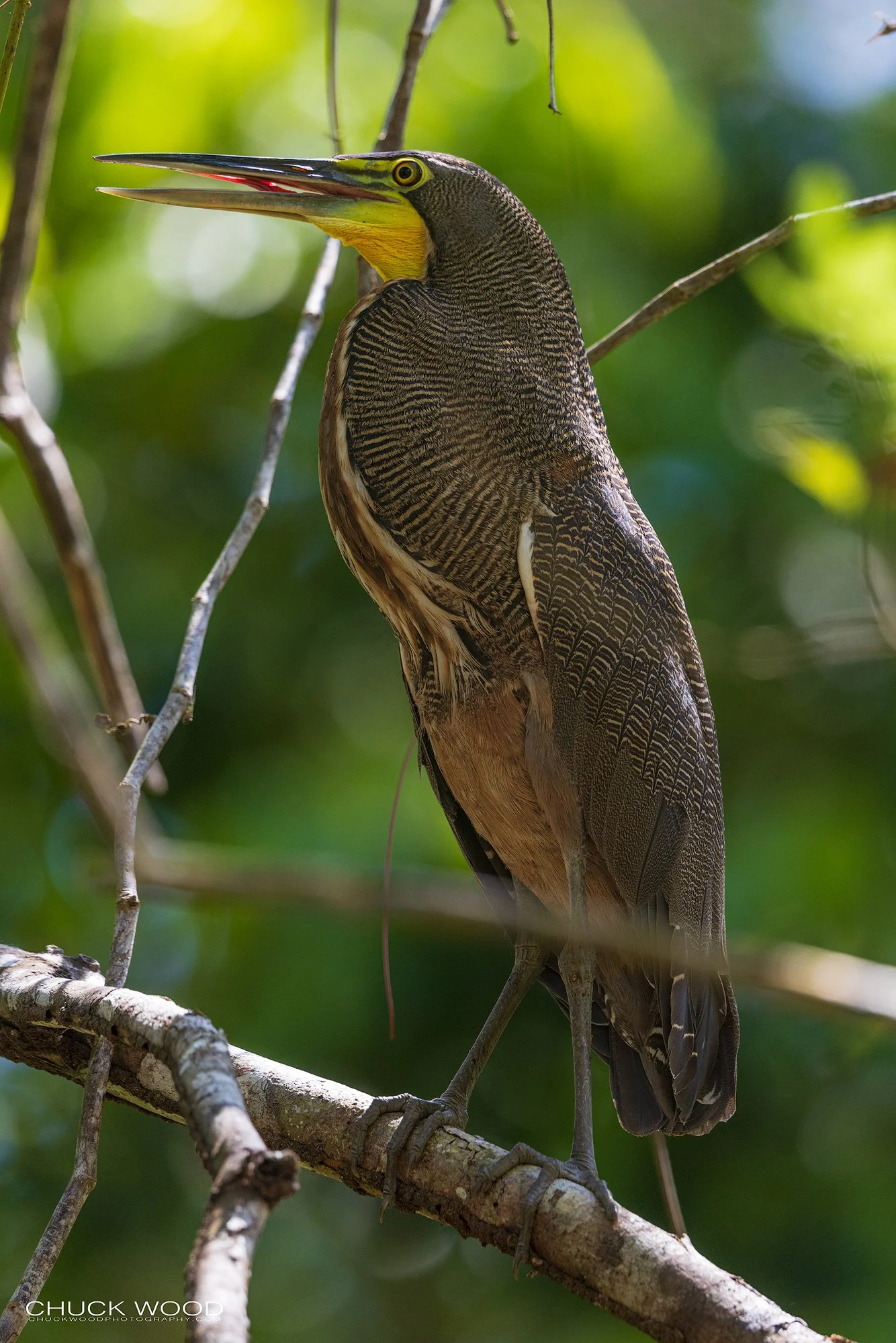  Osa Peninsula, Costa Rica 2022 