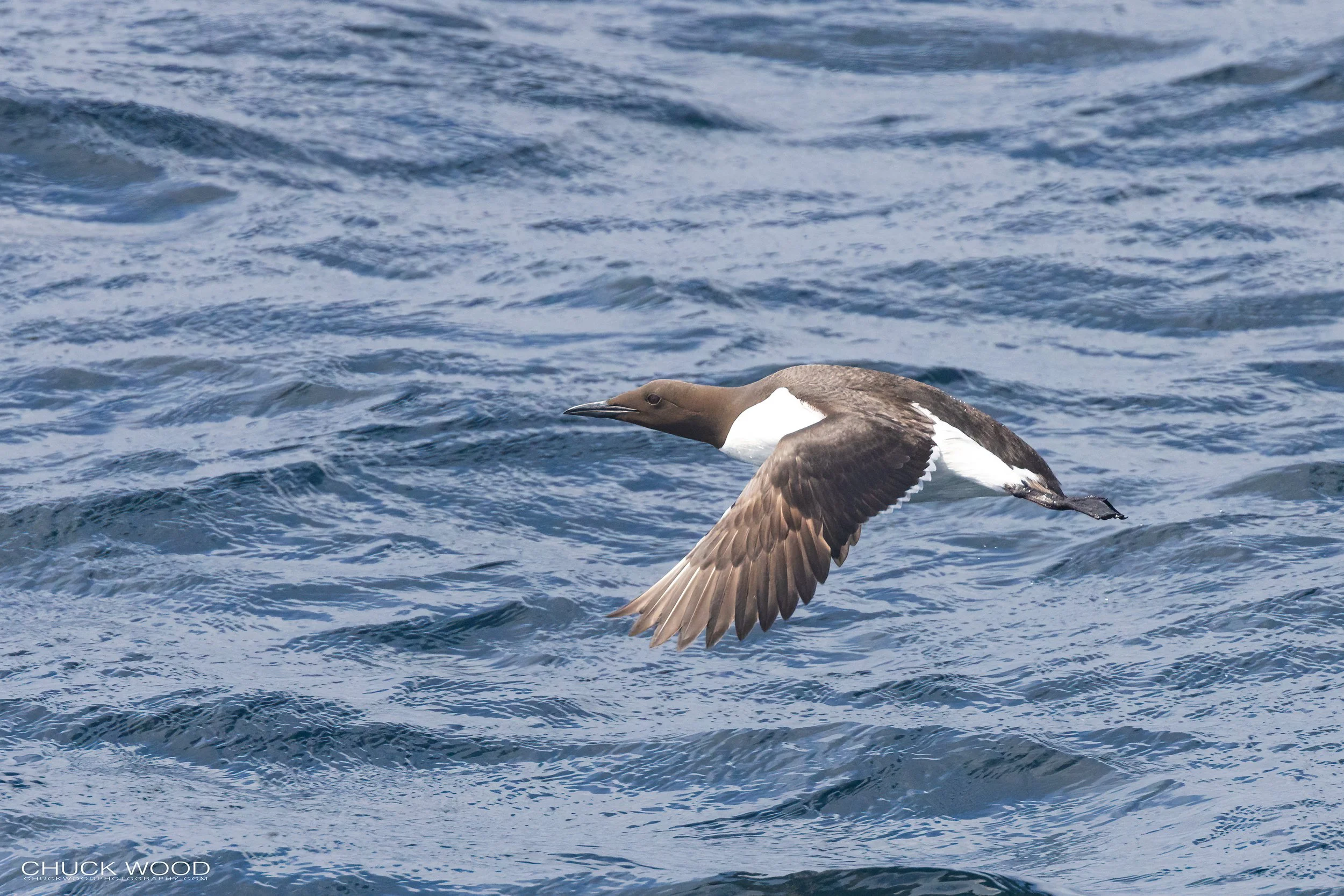   Williston NWR, NL 2022 