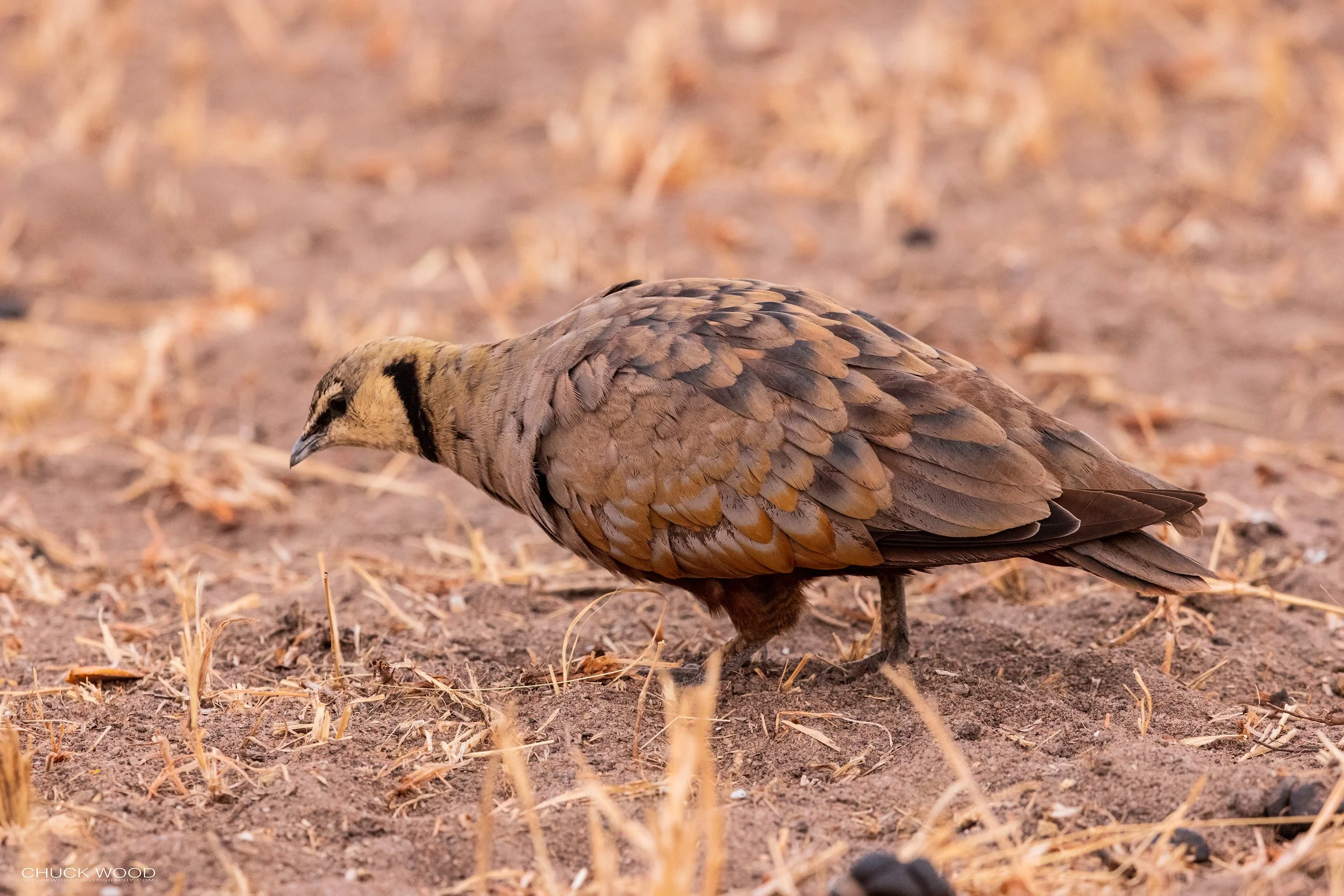  Tarangire, Tanzania 2021 