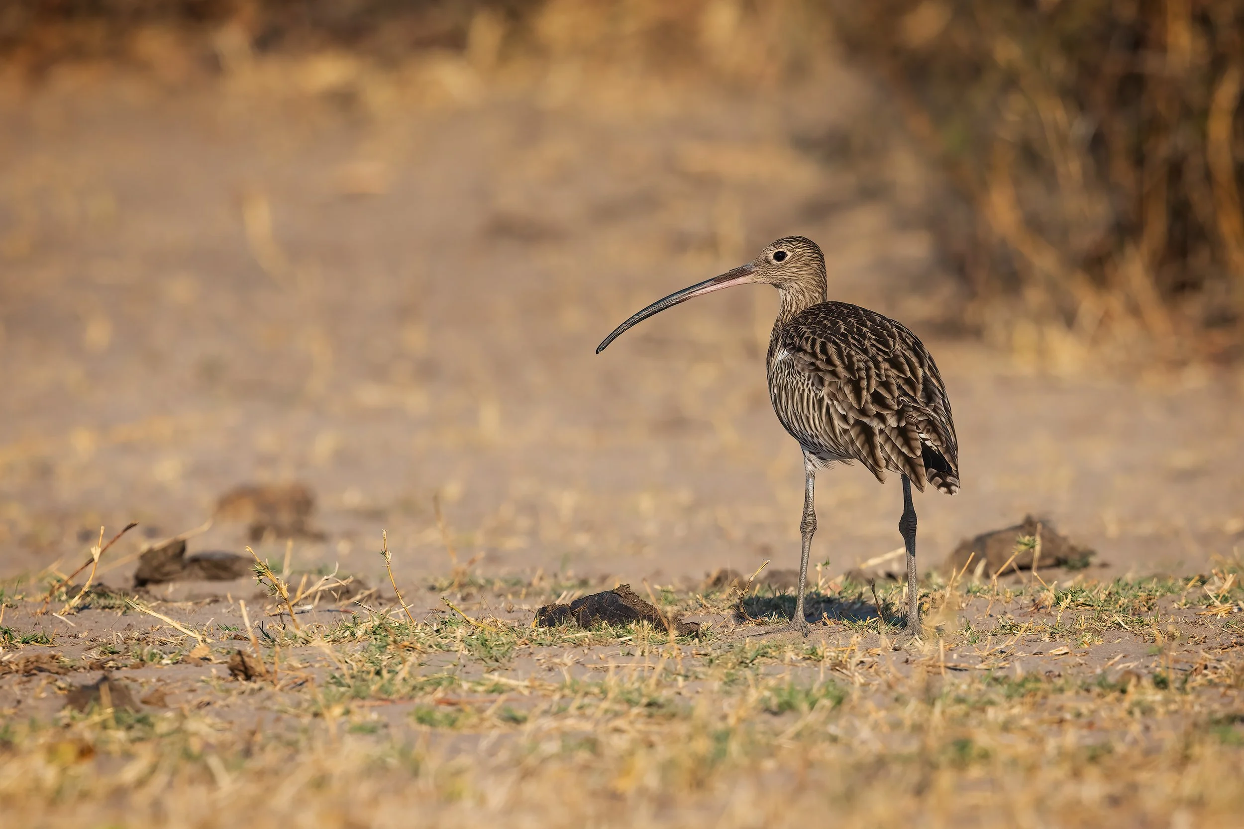  Chobe Riverfront, Botswana 2023 