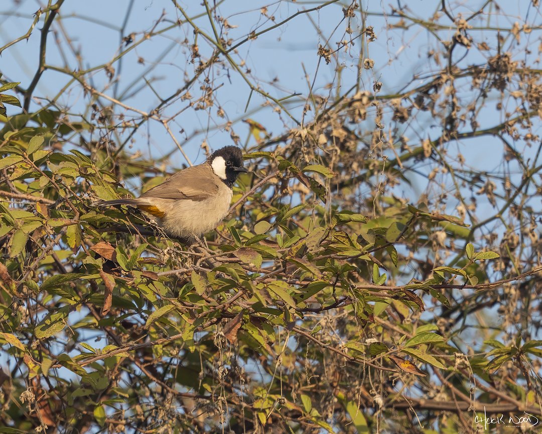  Chambal Safari Lodge, India 2025 