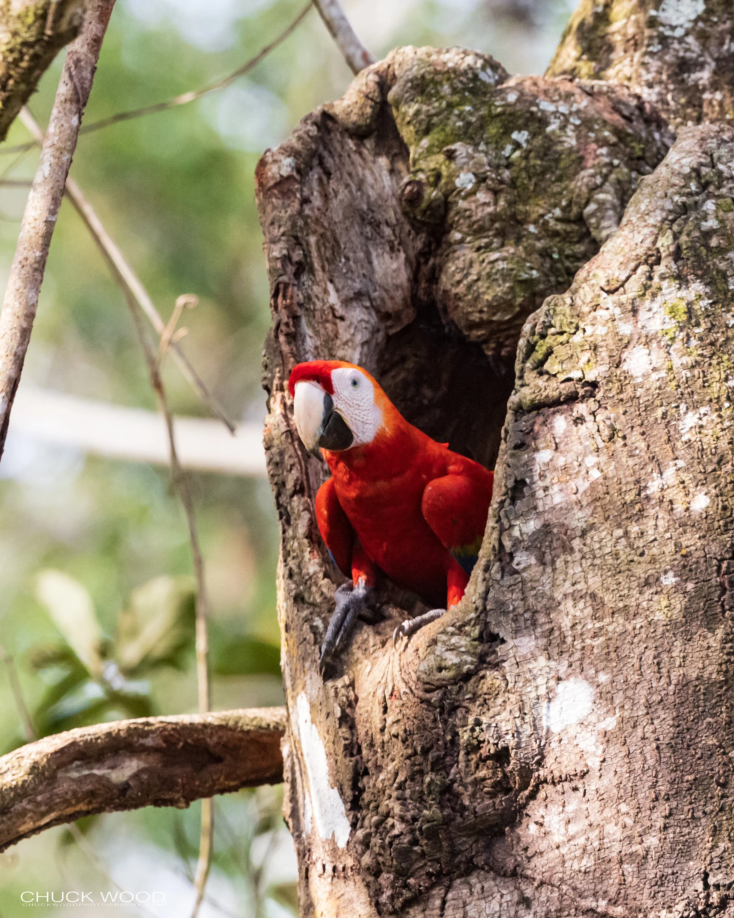  Osa Peninsula, Costa Rica 2022 
