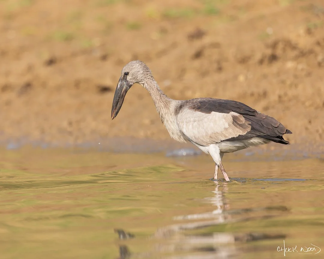  Chambal River, India 2025 