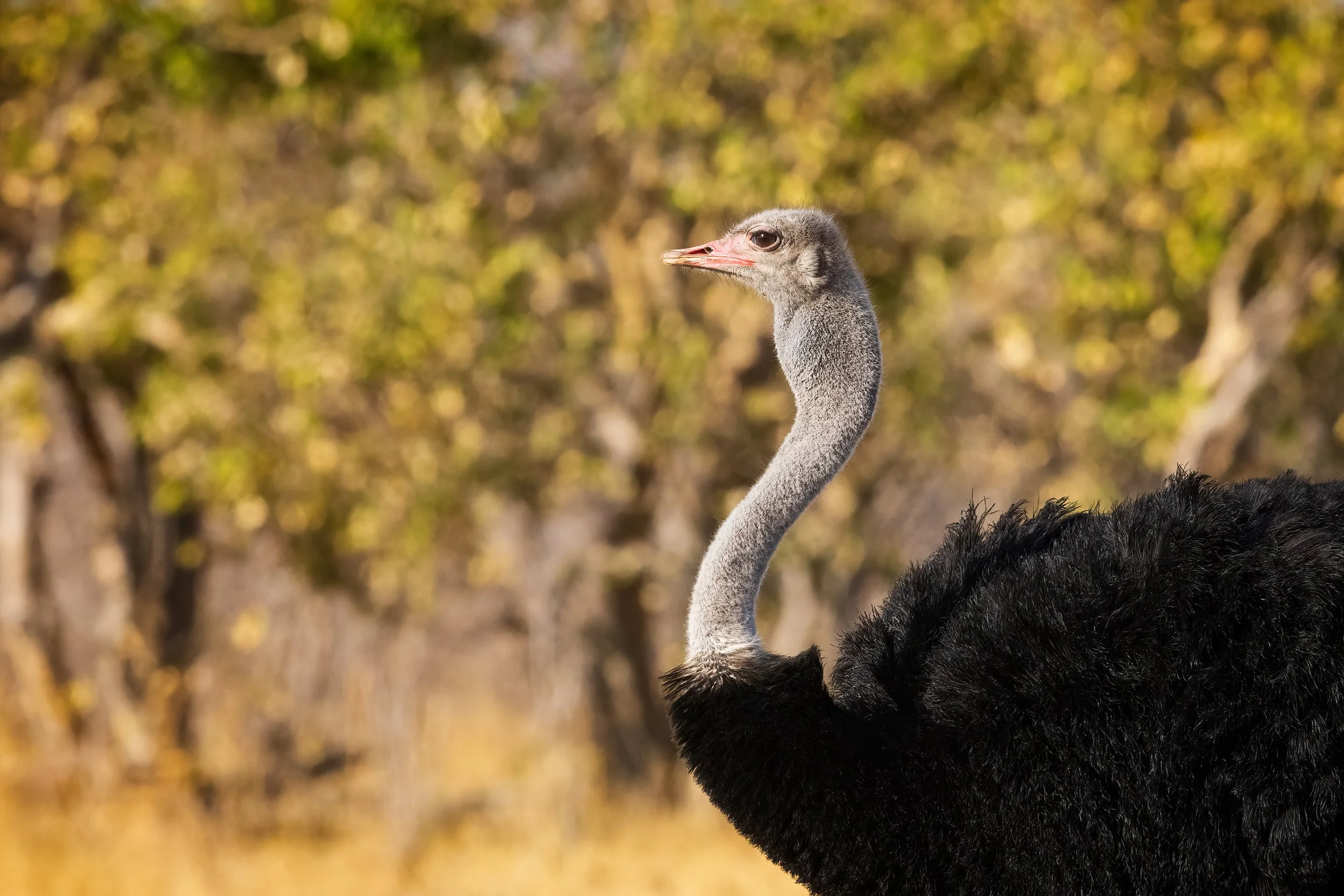  Savuti, Botswana 2023 