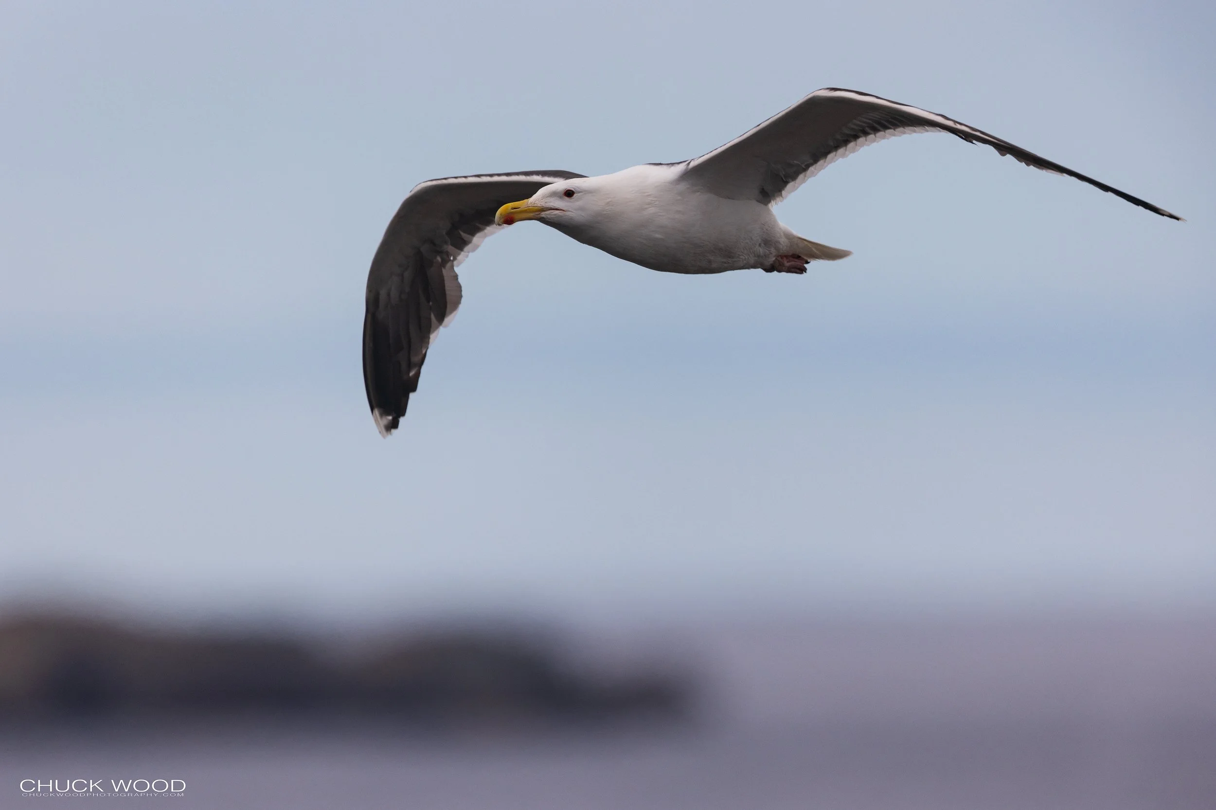  Puffin Island Elliston, NL 2022 