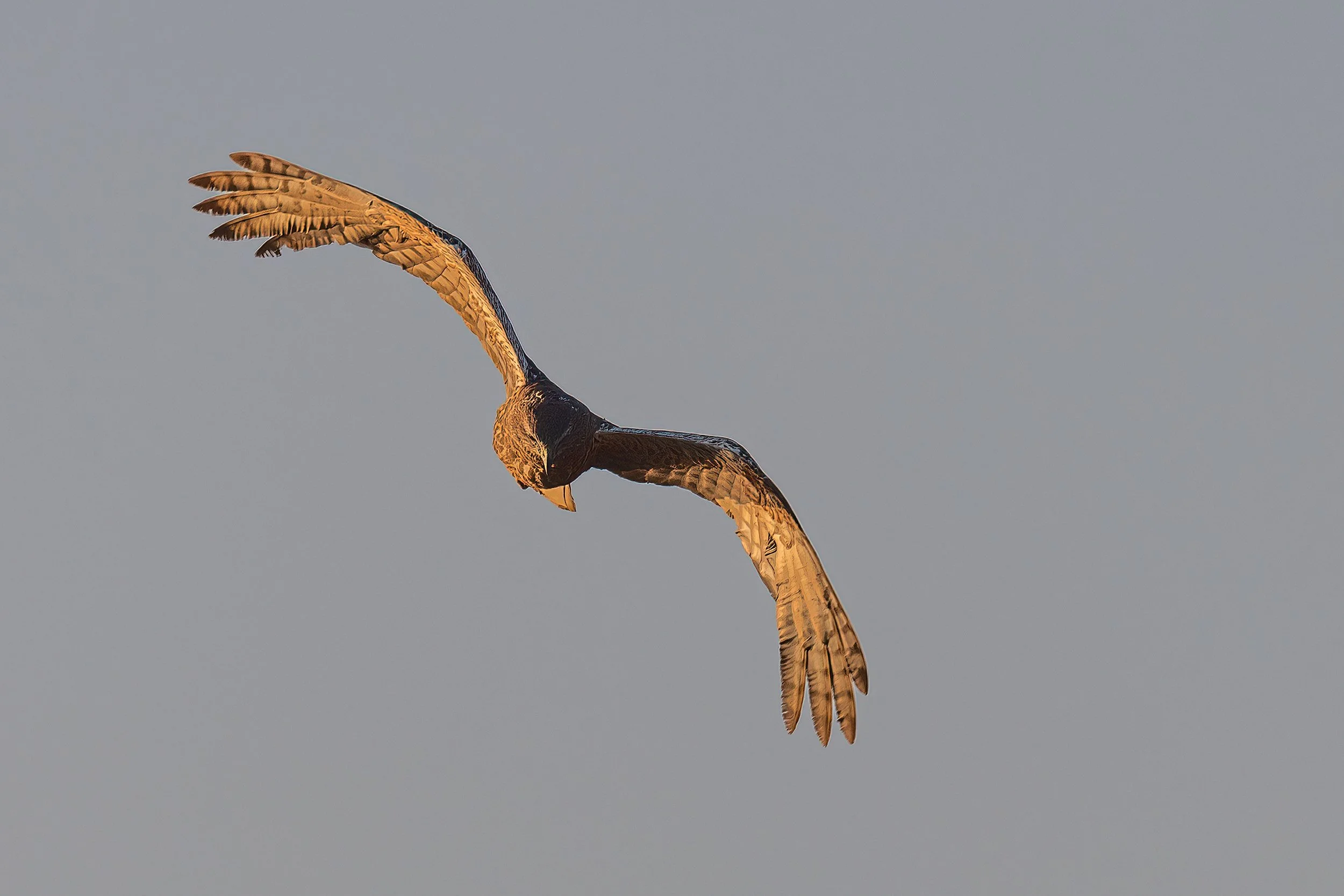  Chobe Riverfront, Botswana 2023 