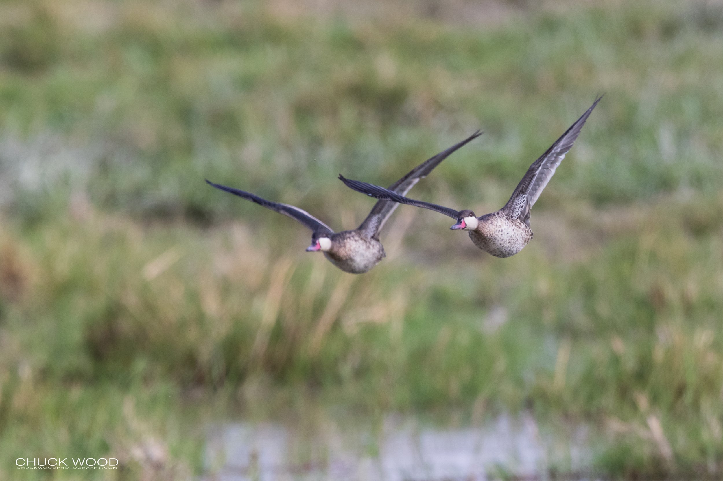  Ngorongoro Crater, Tanzania 2021 