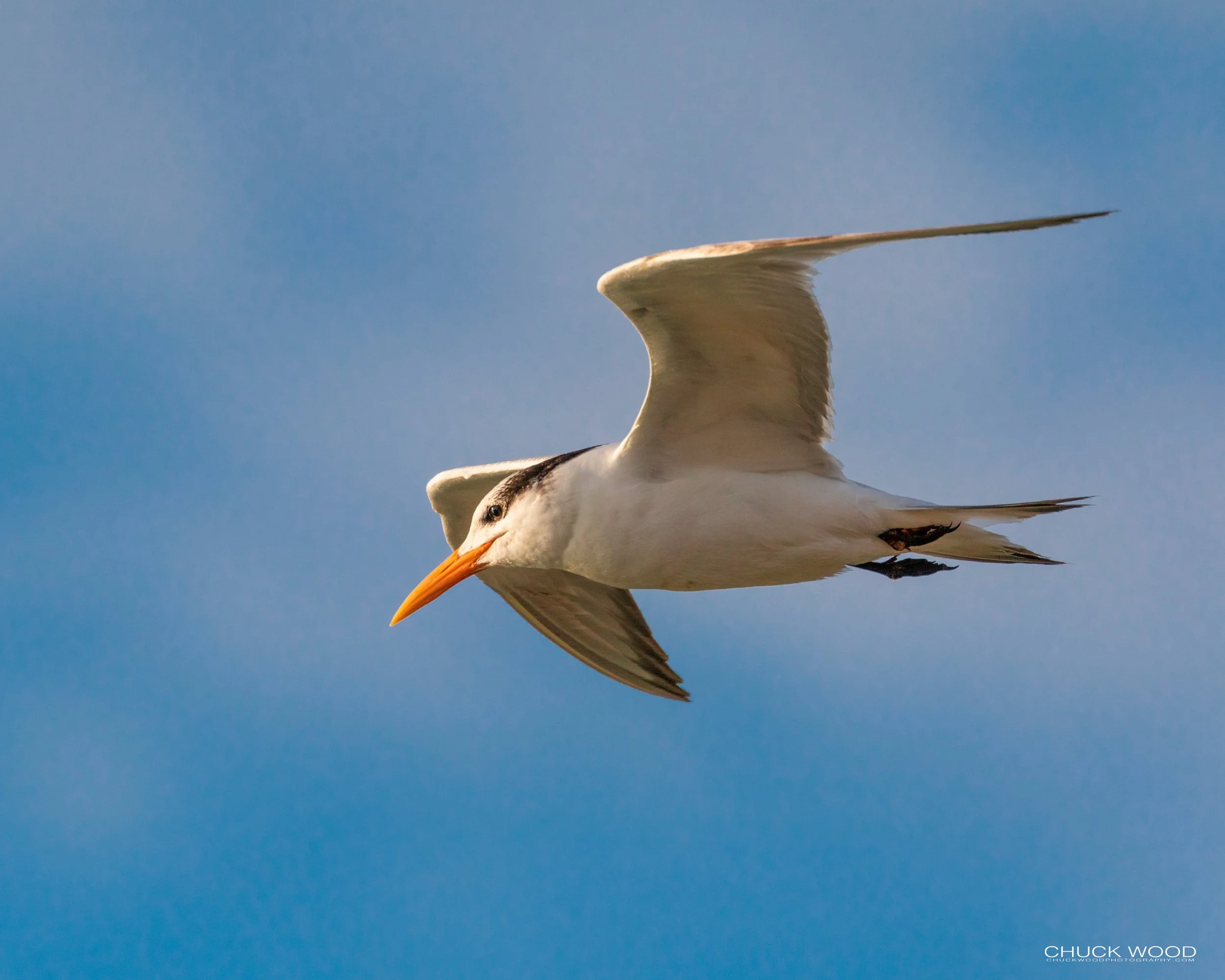  Sebastian Inlet, FL 2020 