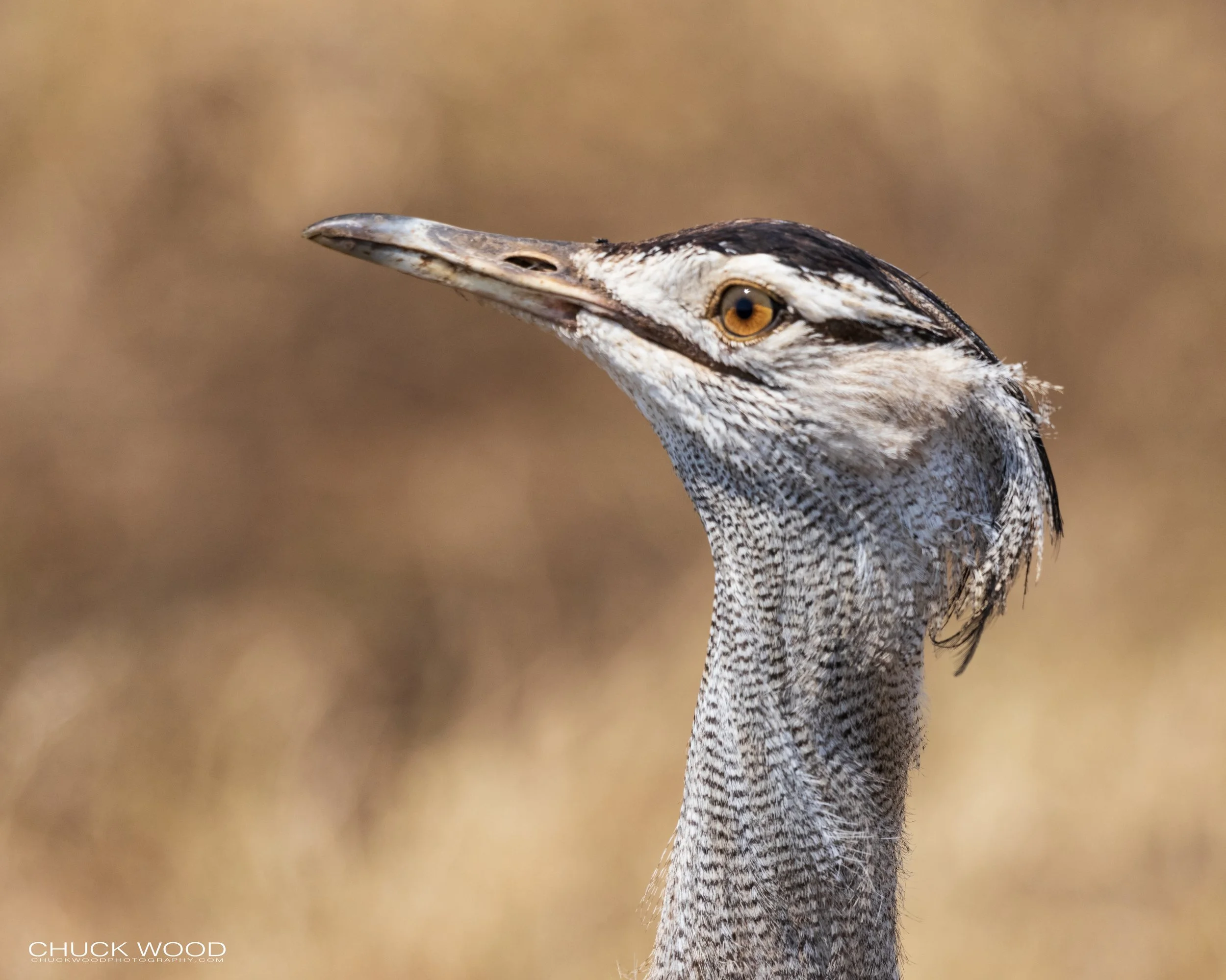  Ngorongoro Crater, Tanzania 2021 