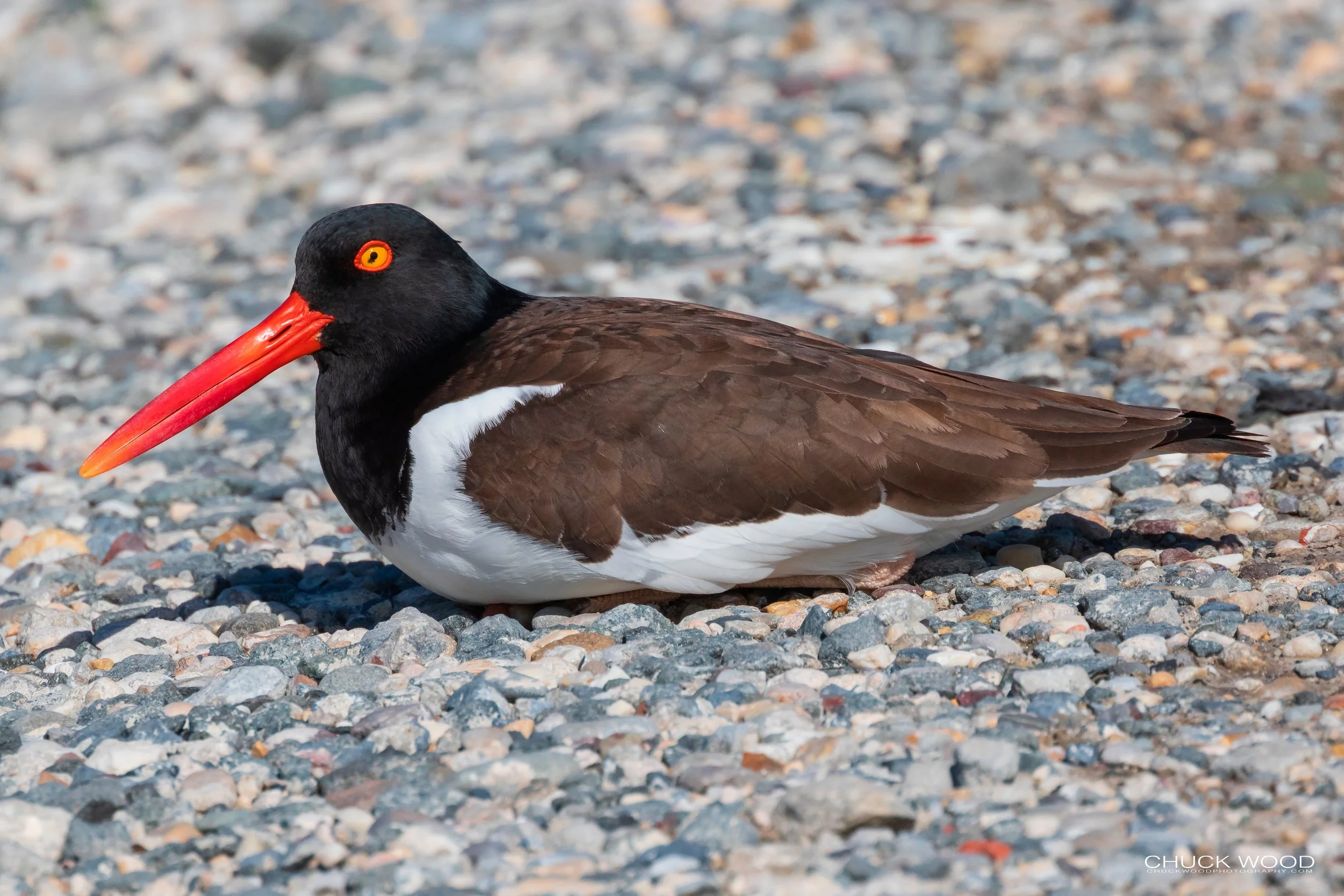  Forsythe NWR, NJ 2019 