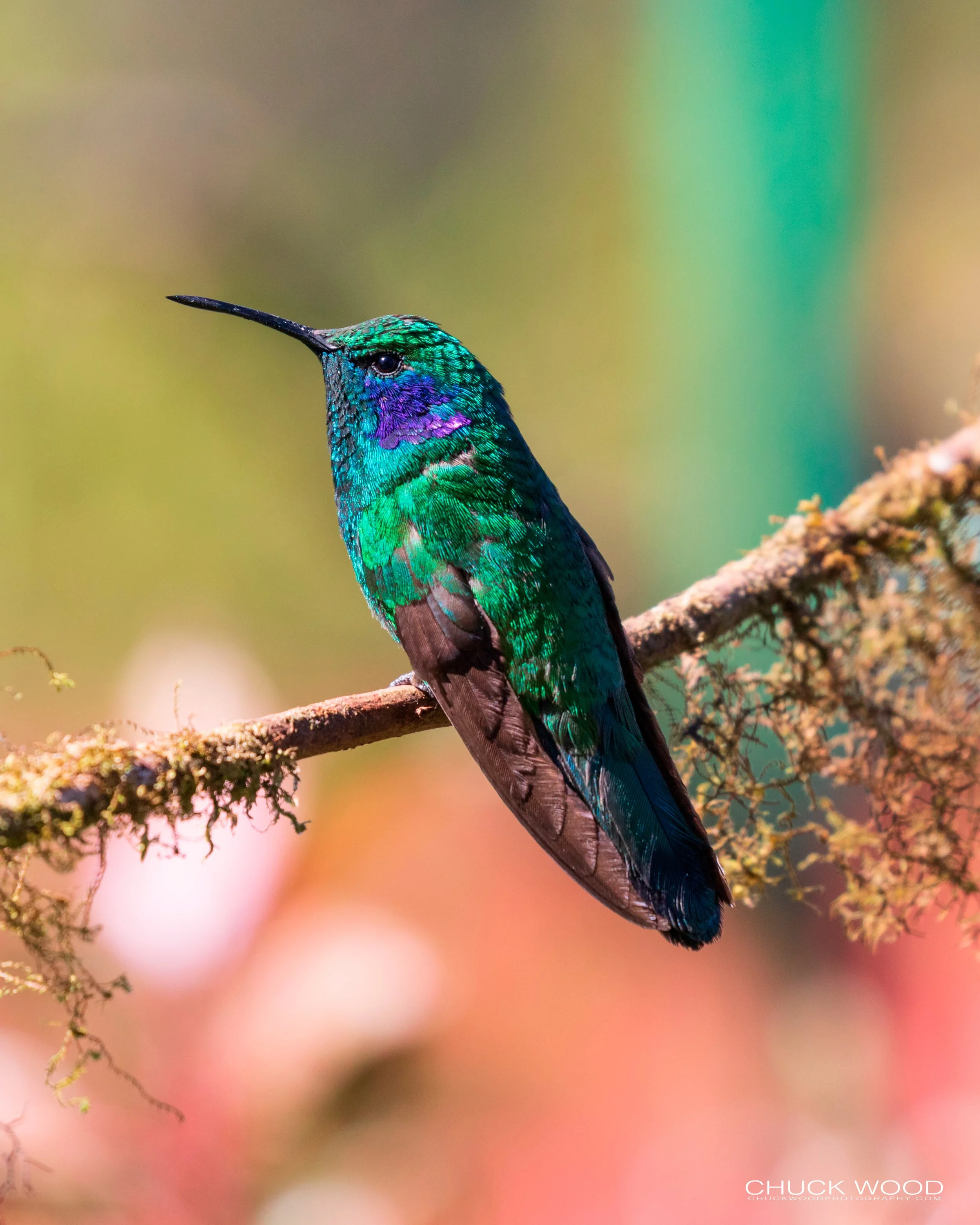  Paraiso Quetzal, Costa Rica 2020 