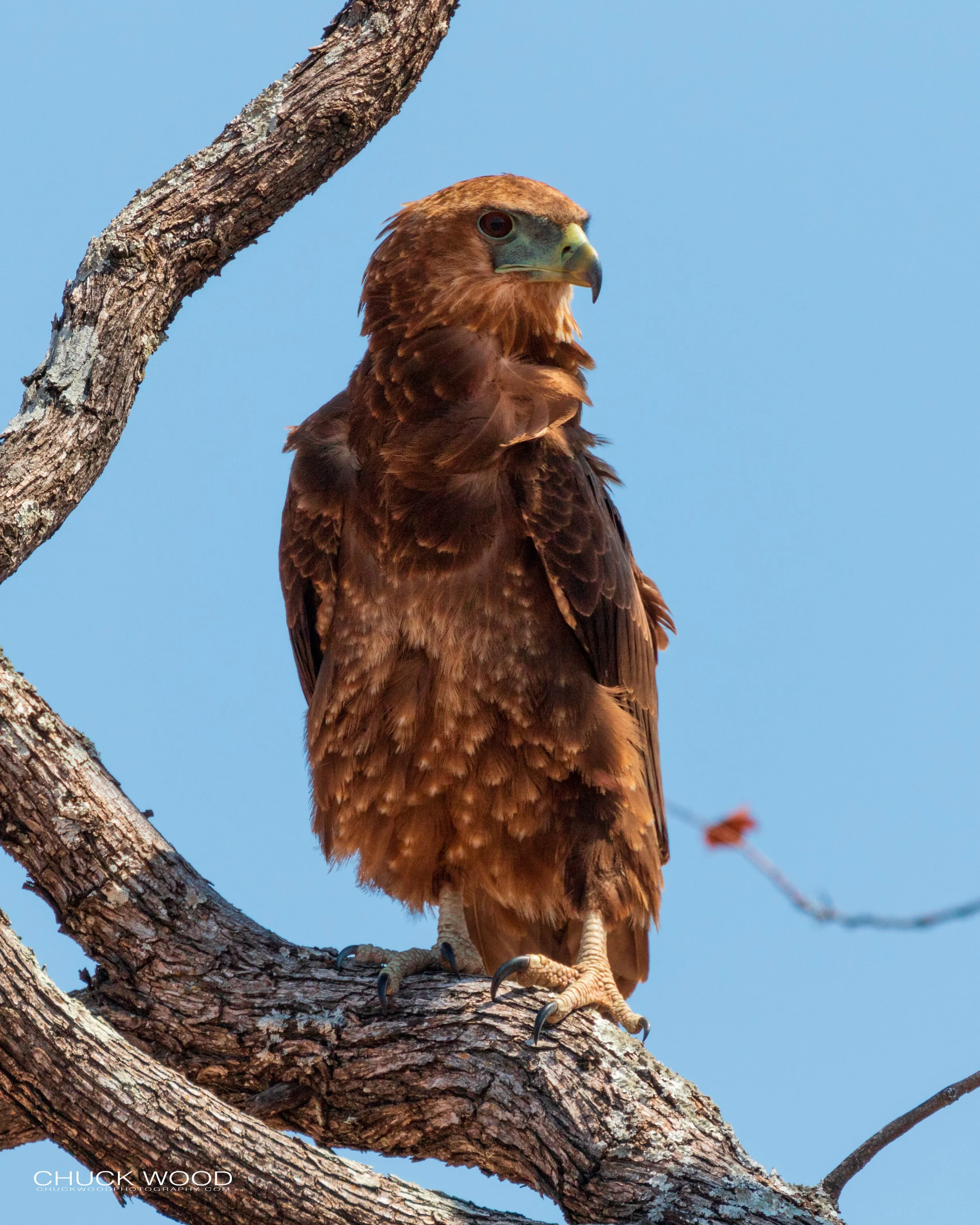  Hwange, Zimbabwe 2019 