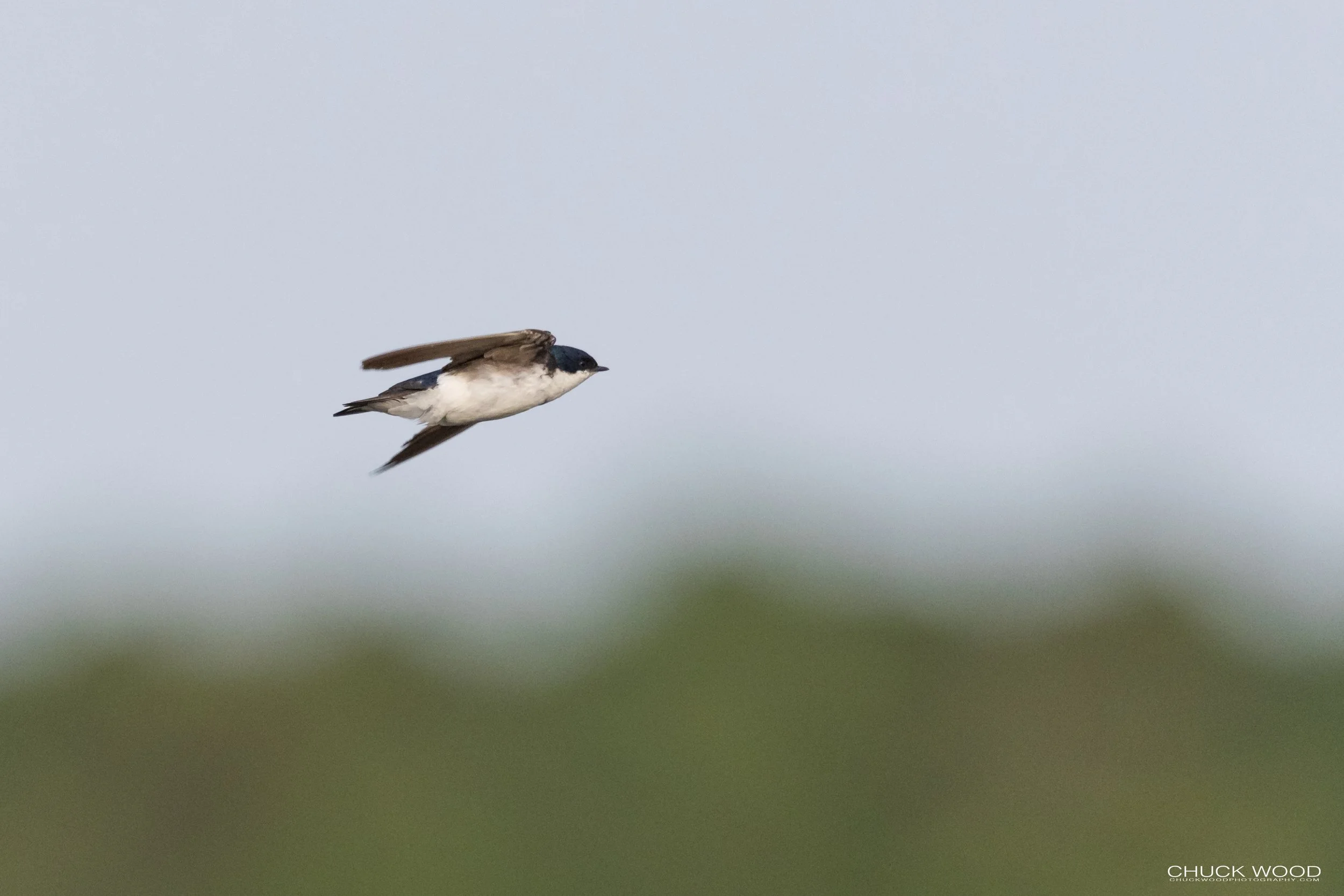  Forsythe NWR, NJ 2021 