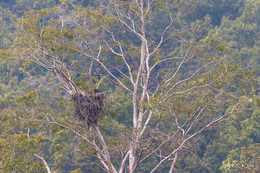  Jim Corbett National Park, India 2025 