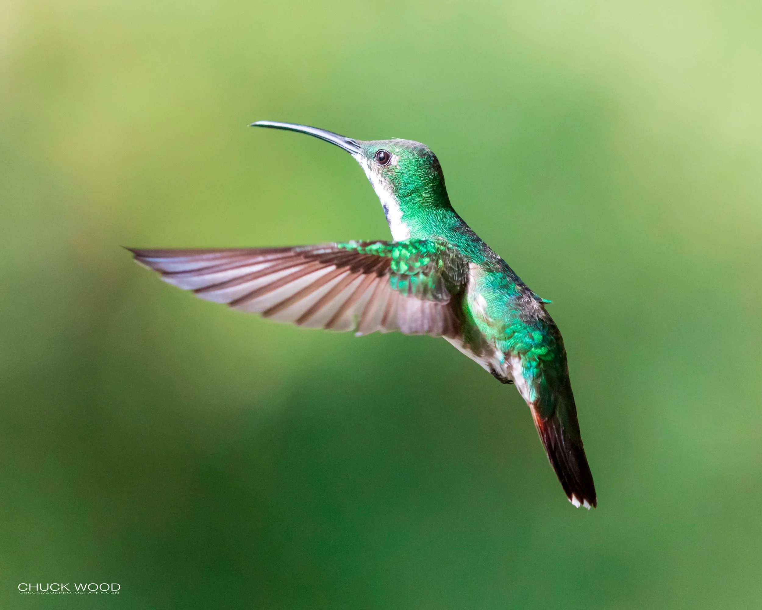  Rancho Naturalista, Costa Rica 2020 