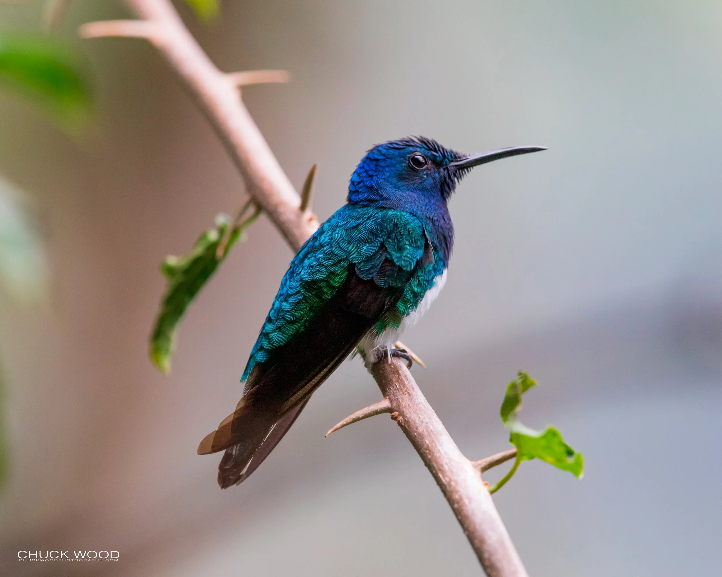  Rancho Naturalista, Costa Rica 2020 