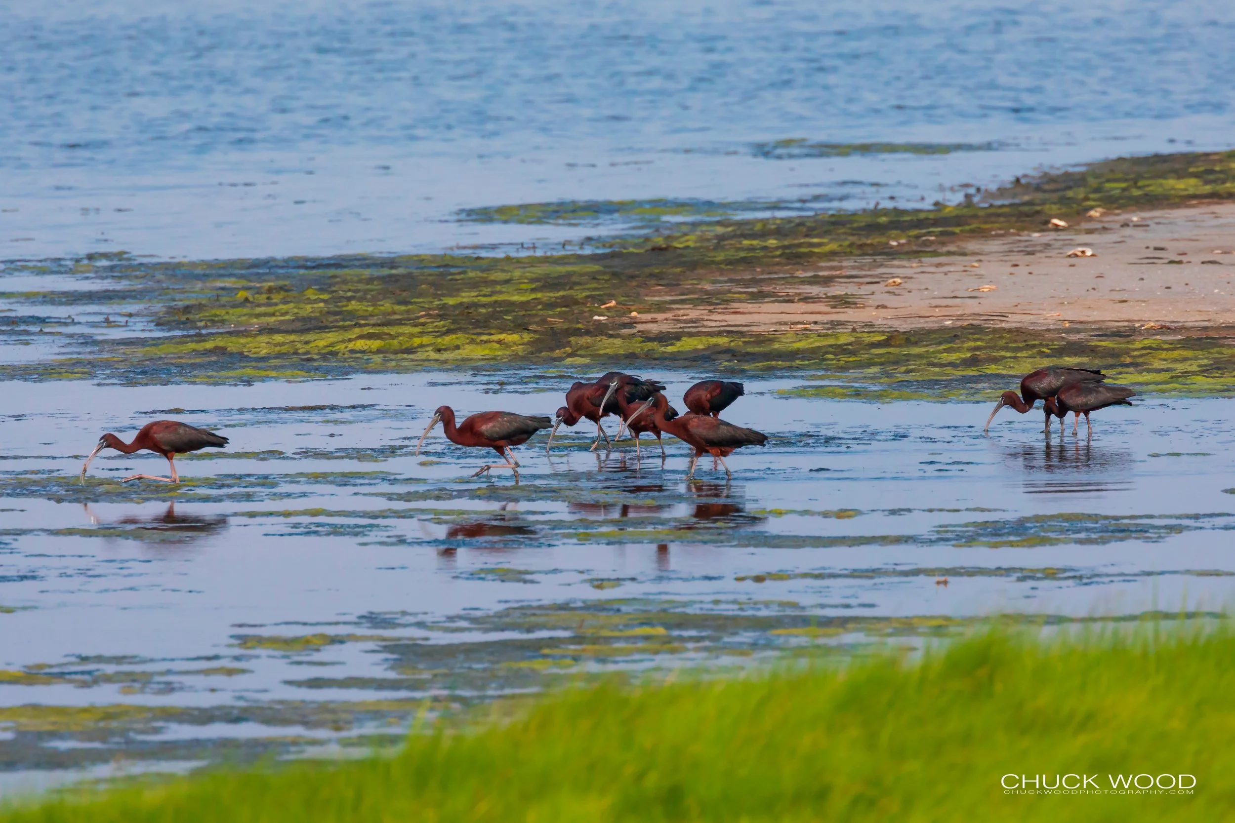  Forsythe NWR, NJ 2019 