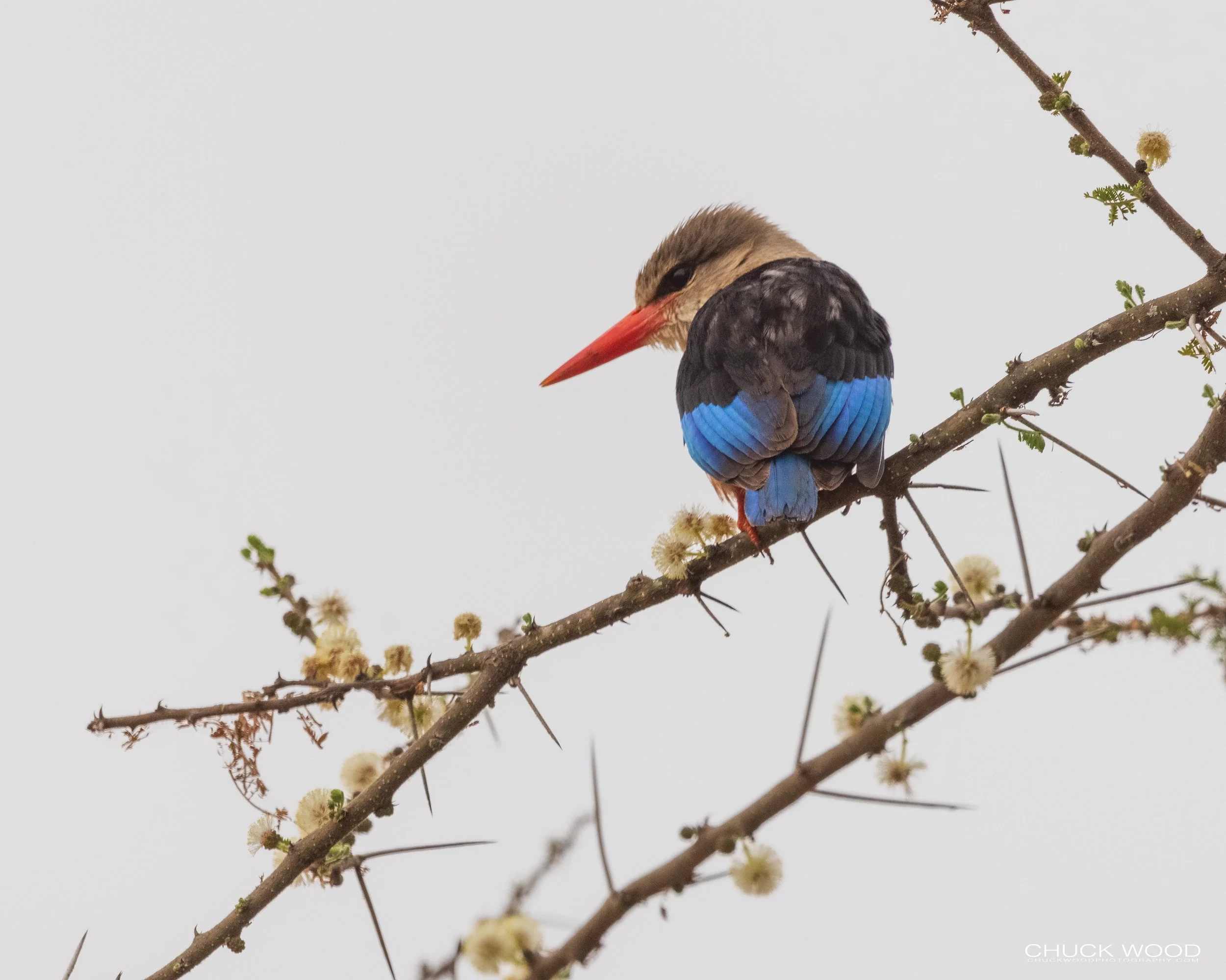  Tarangire, Tanzania 2021 