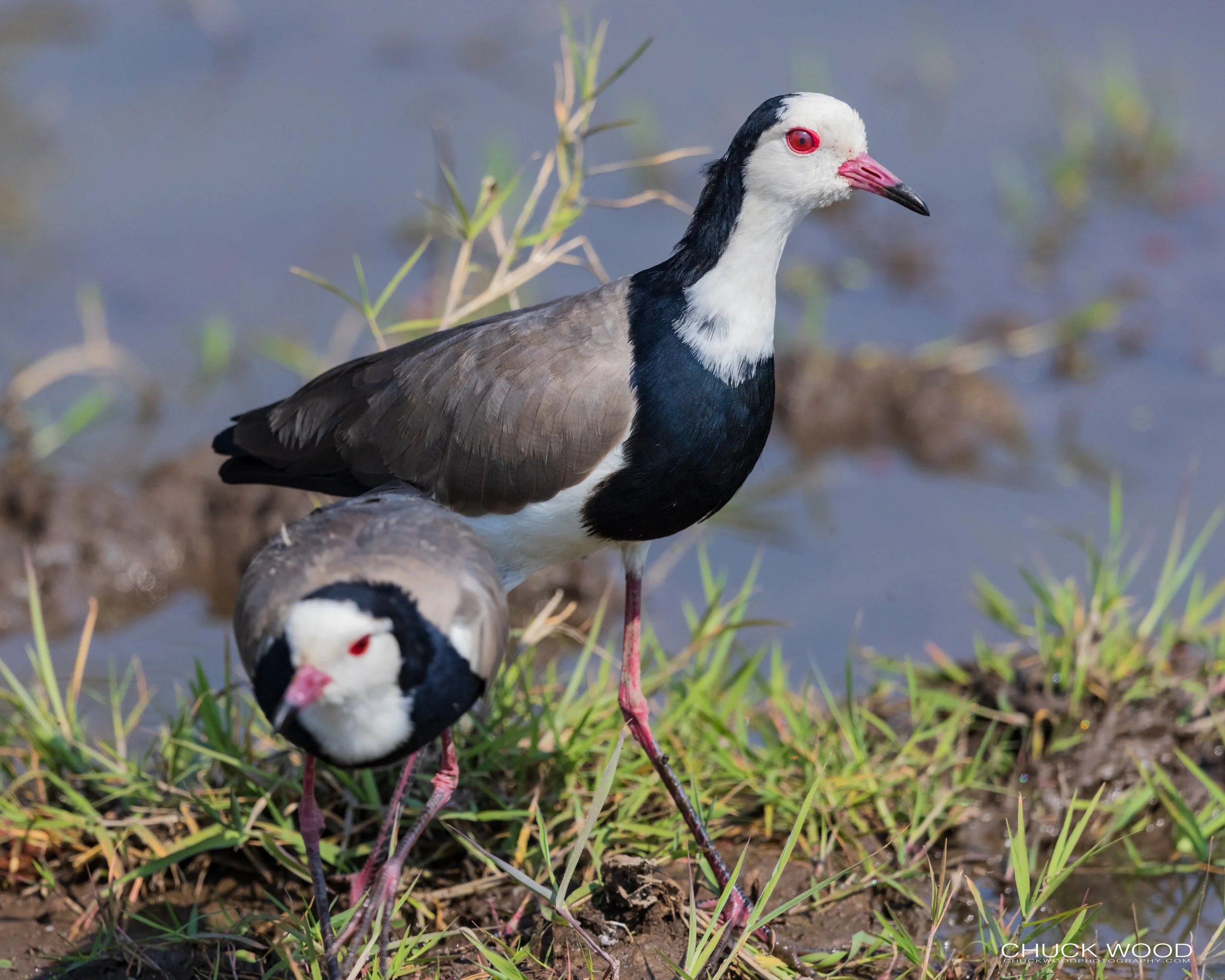 Ngorongoro Crater, Zimbabwe 2019 
