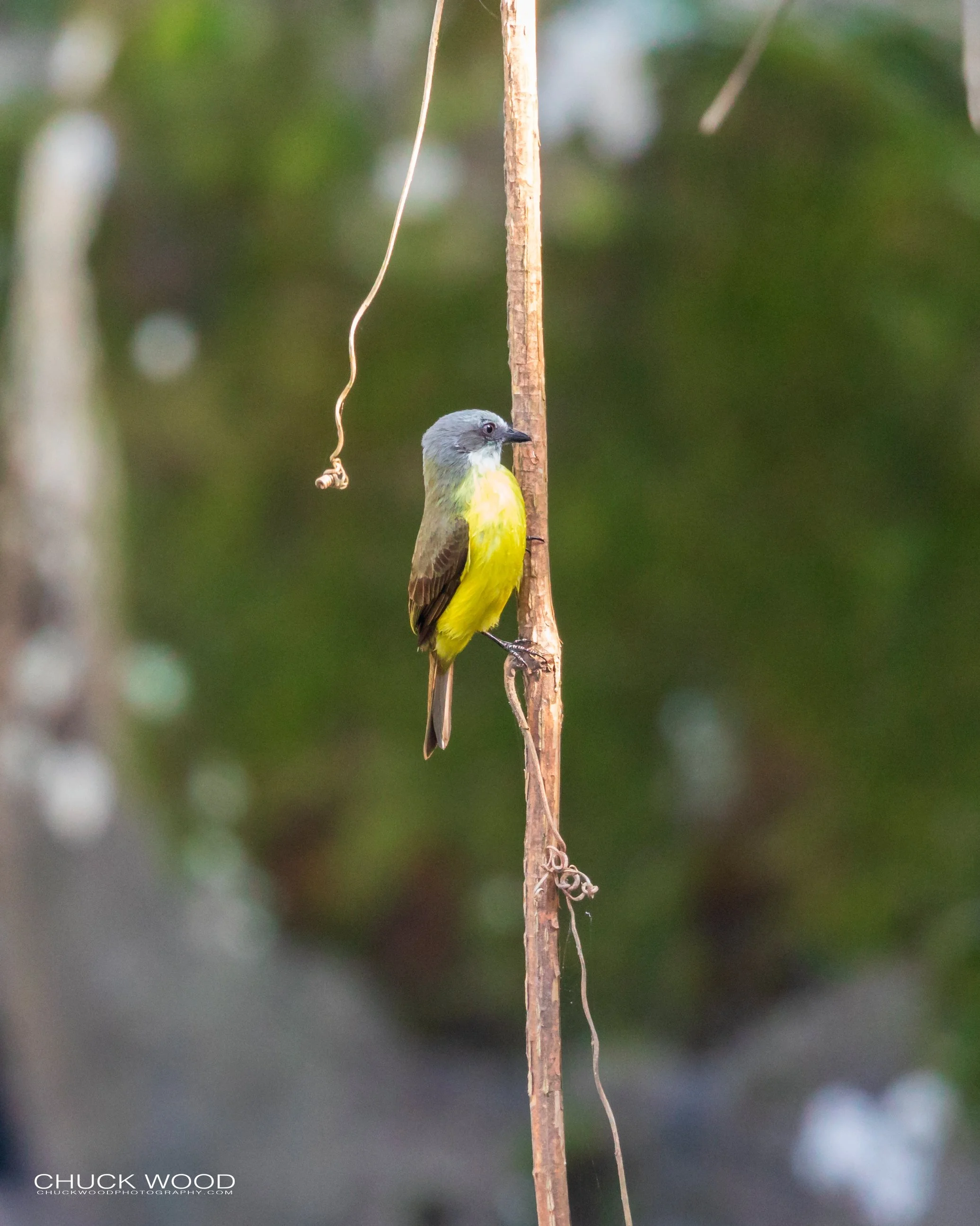  River Tuis Valley, Costa Rica 2020 I/ 