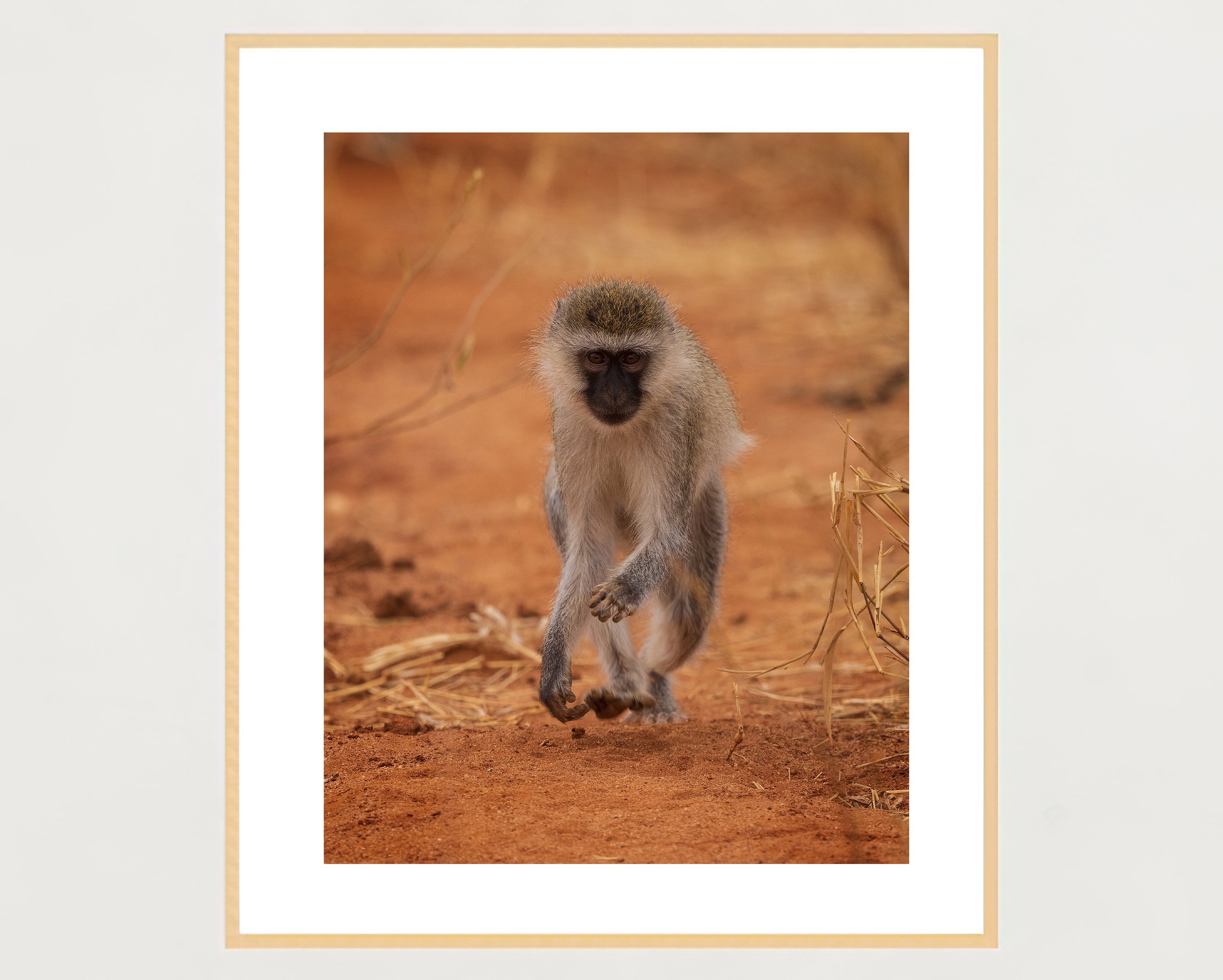 vervet-monkey-frame-portrait-maple-WB.jpg