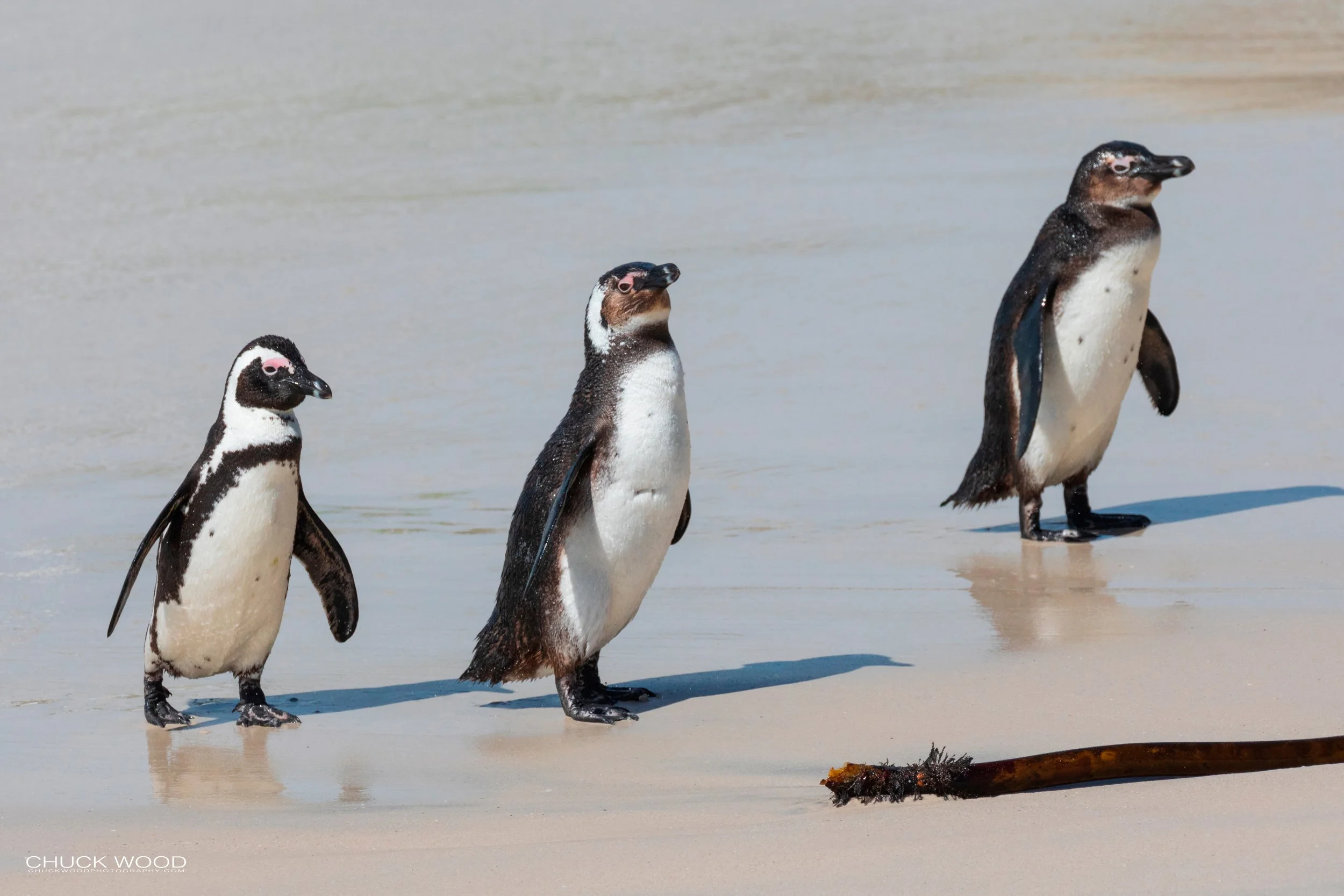  Boulders Beach, Cape Town 2019 