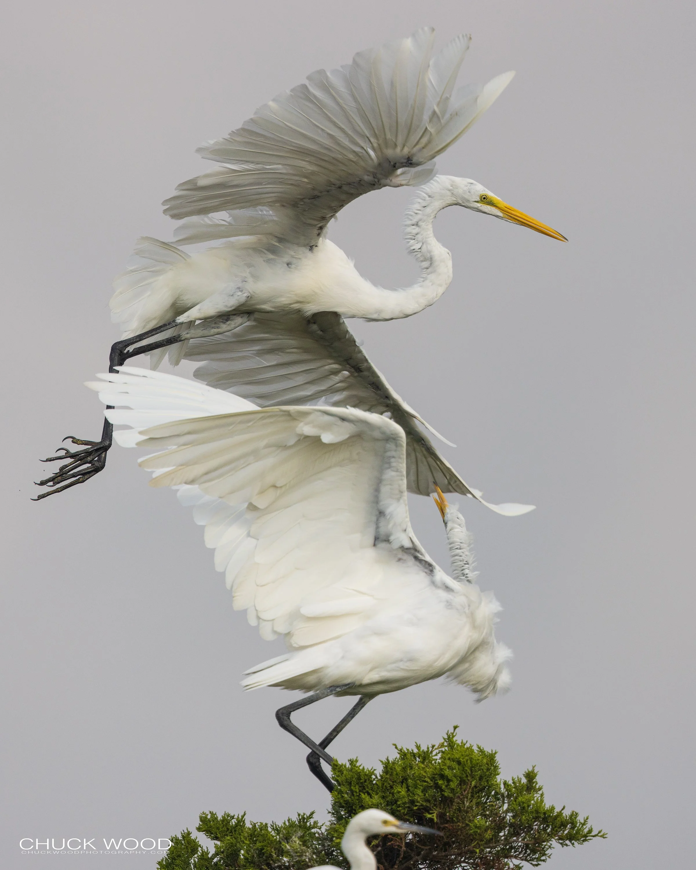  Forsythe NWR, NJ 2022 