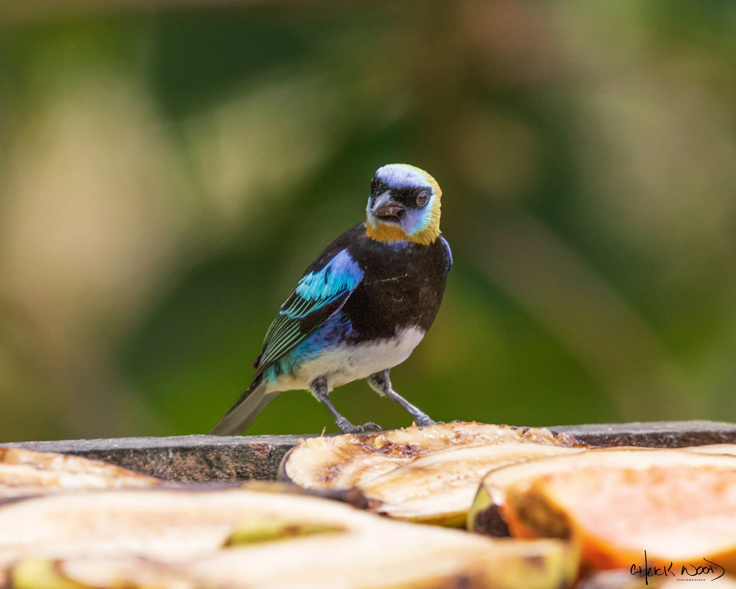  Bosque del Tolomunco, Costa Rica 2020 