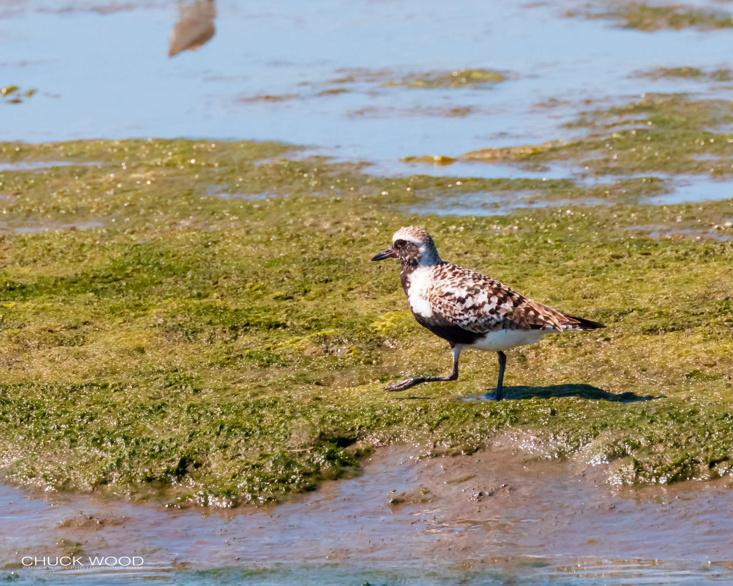  Forsythe NWR, NJ 2019 