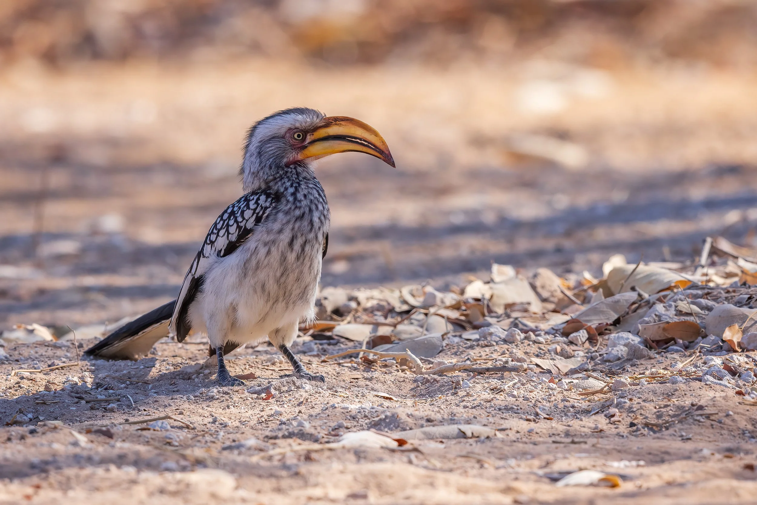  Savuti, Botswana 2023 