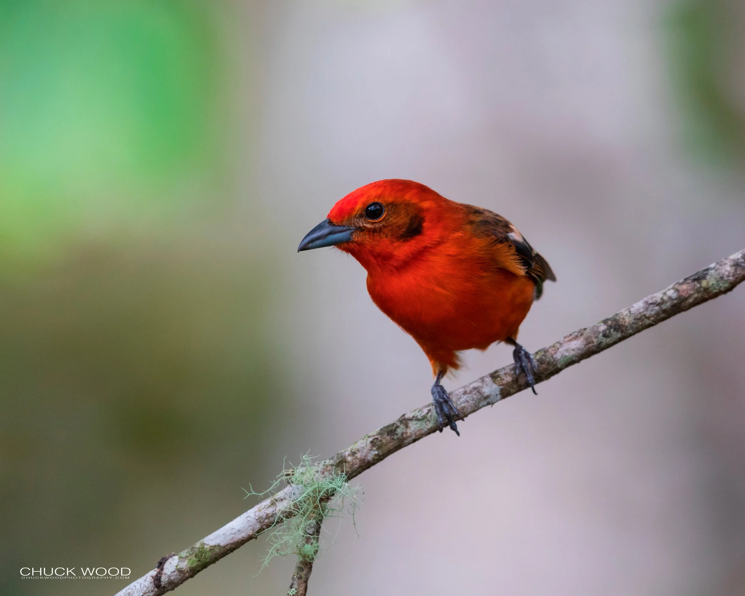  Bosque Del Tolomunco, Costa Rica 2020 