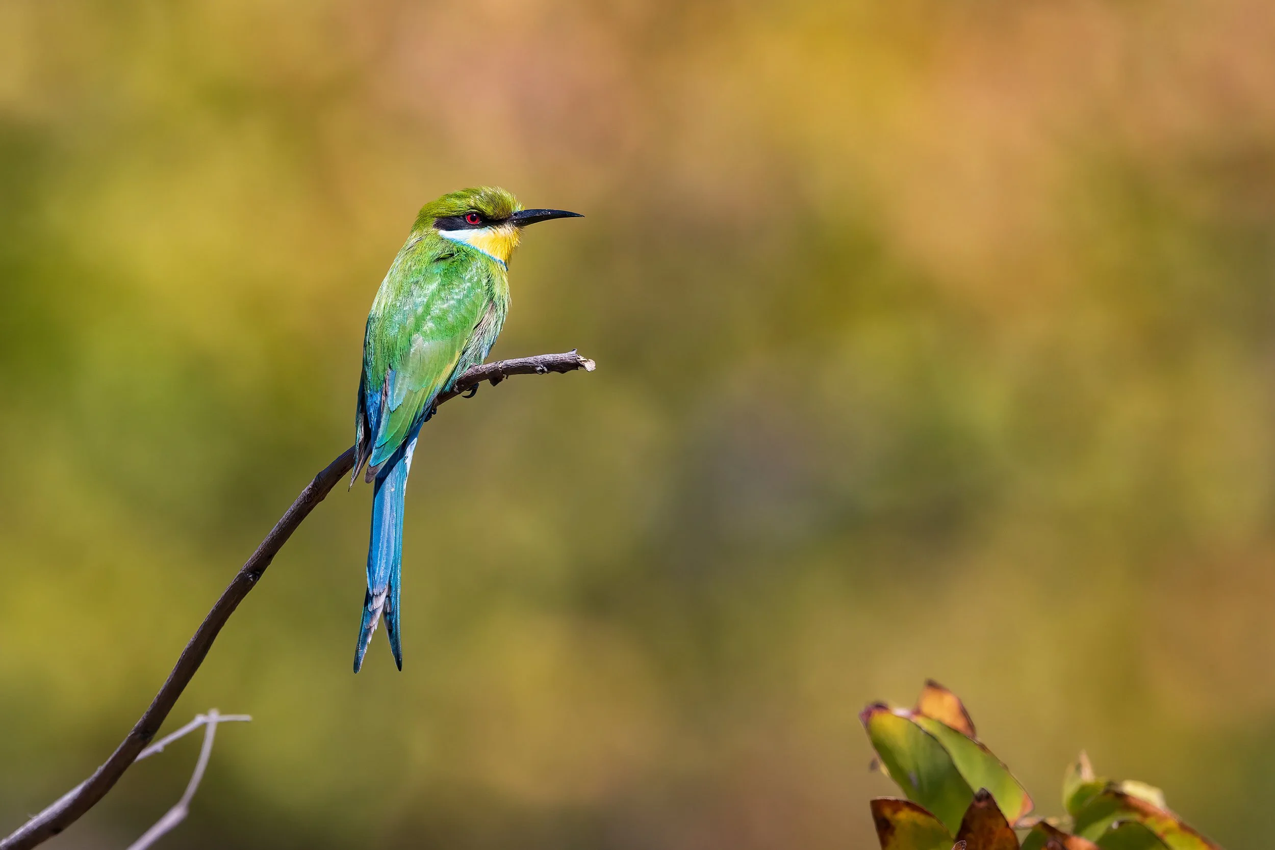  Moremi, Botswana 2023 