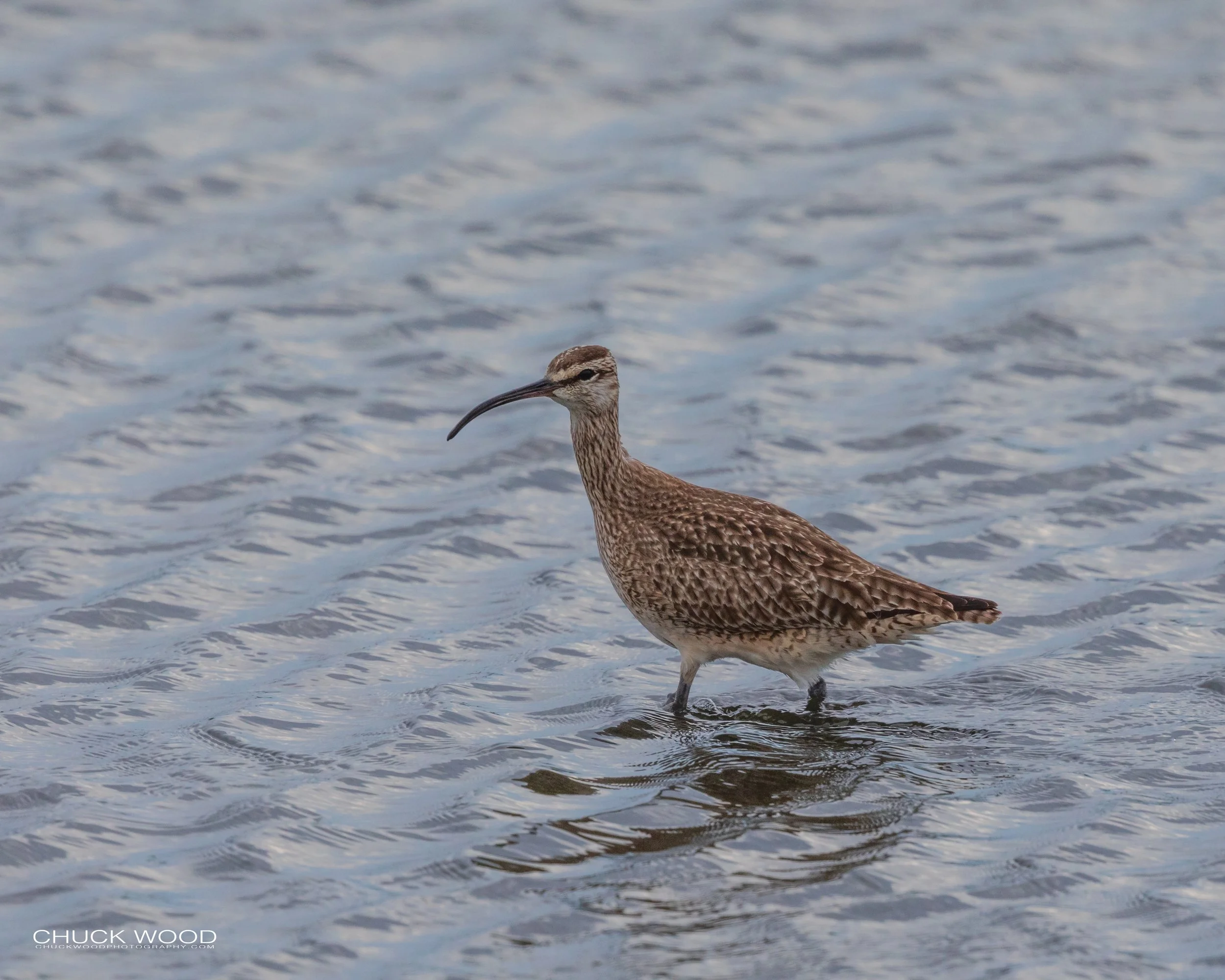   Forsythe NWR, NJ 2020 