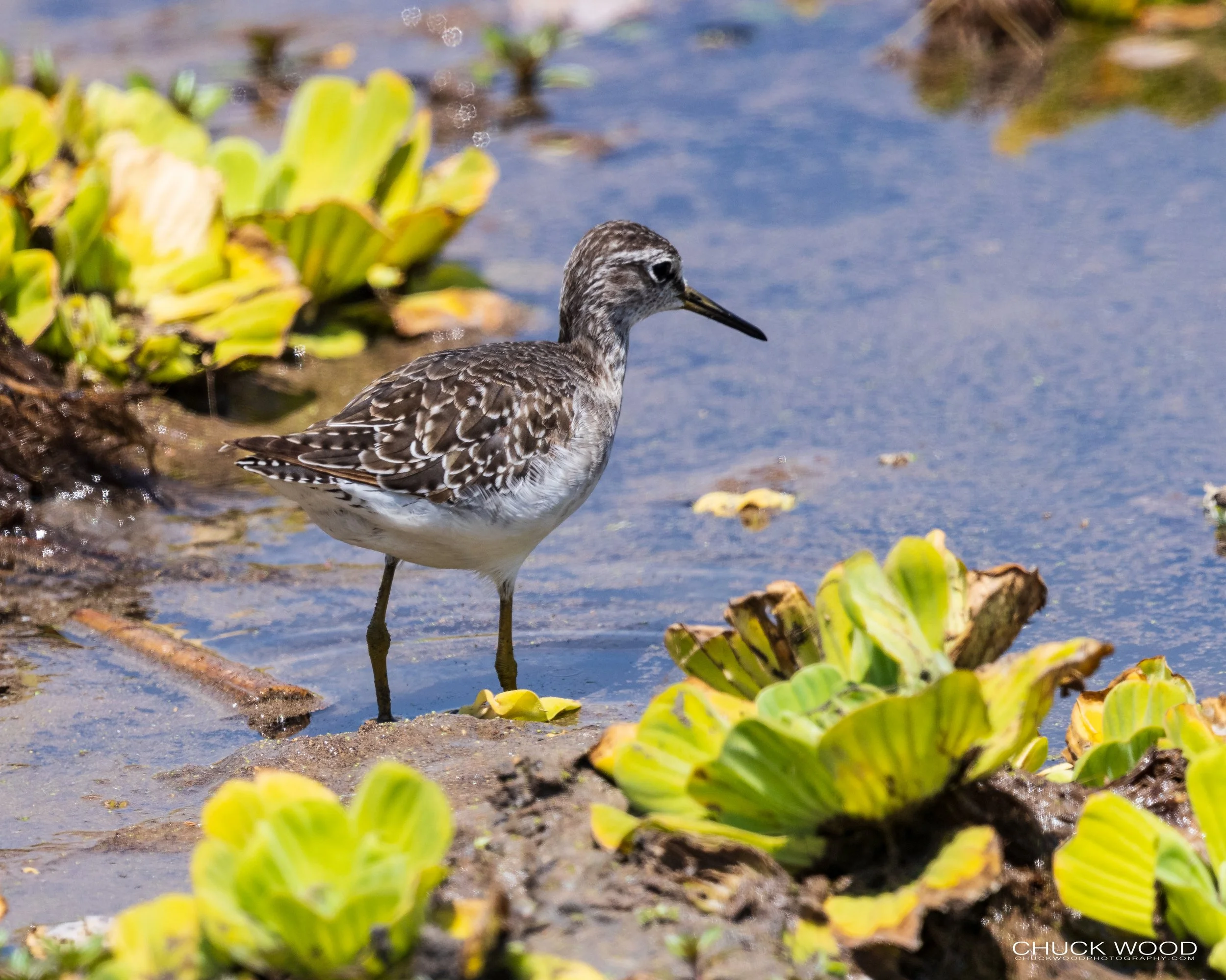 Tarangire, Tanzania 2021 