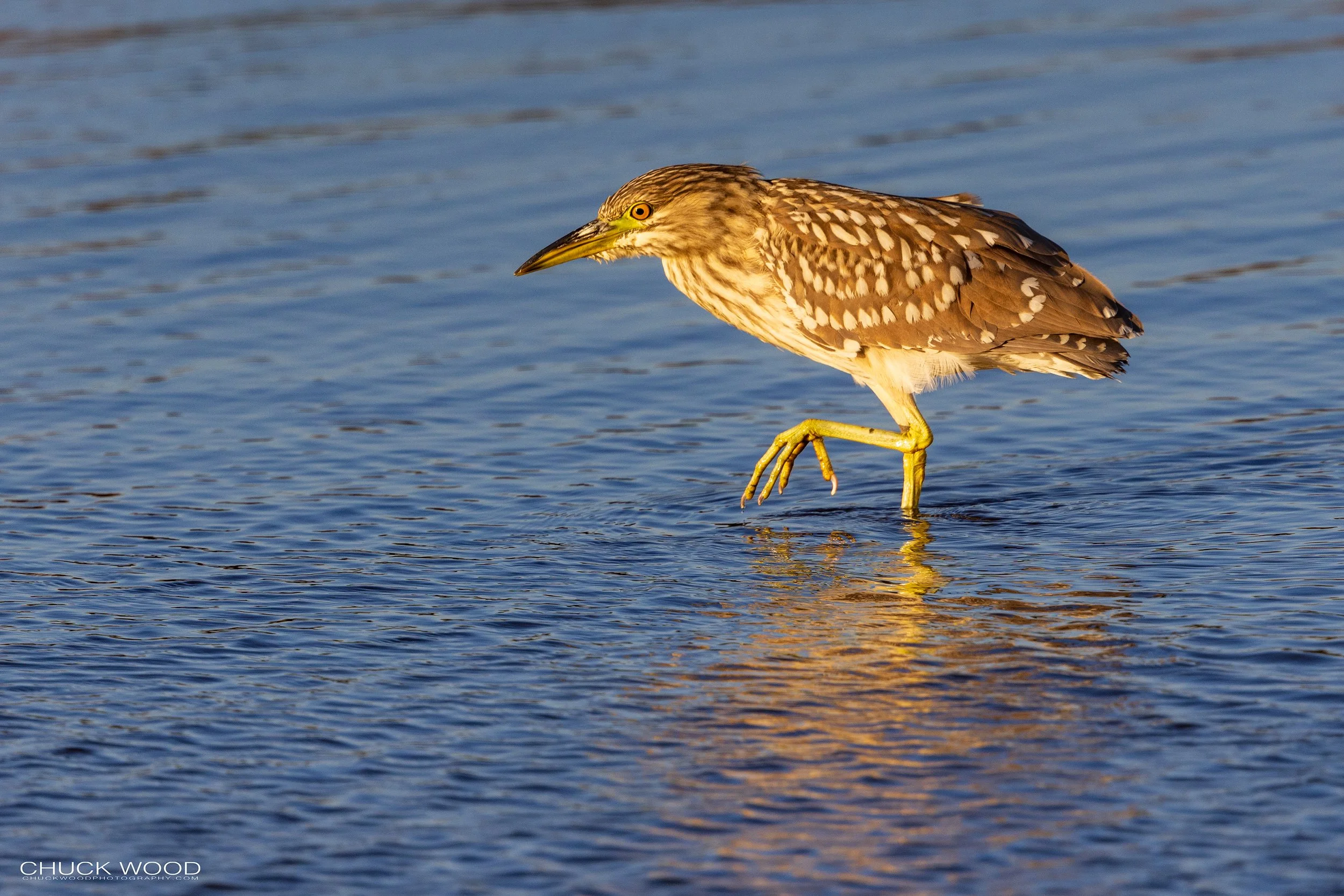  Forsythe NWR, NJ 2022 