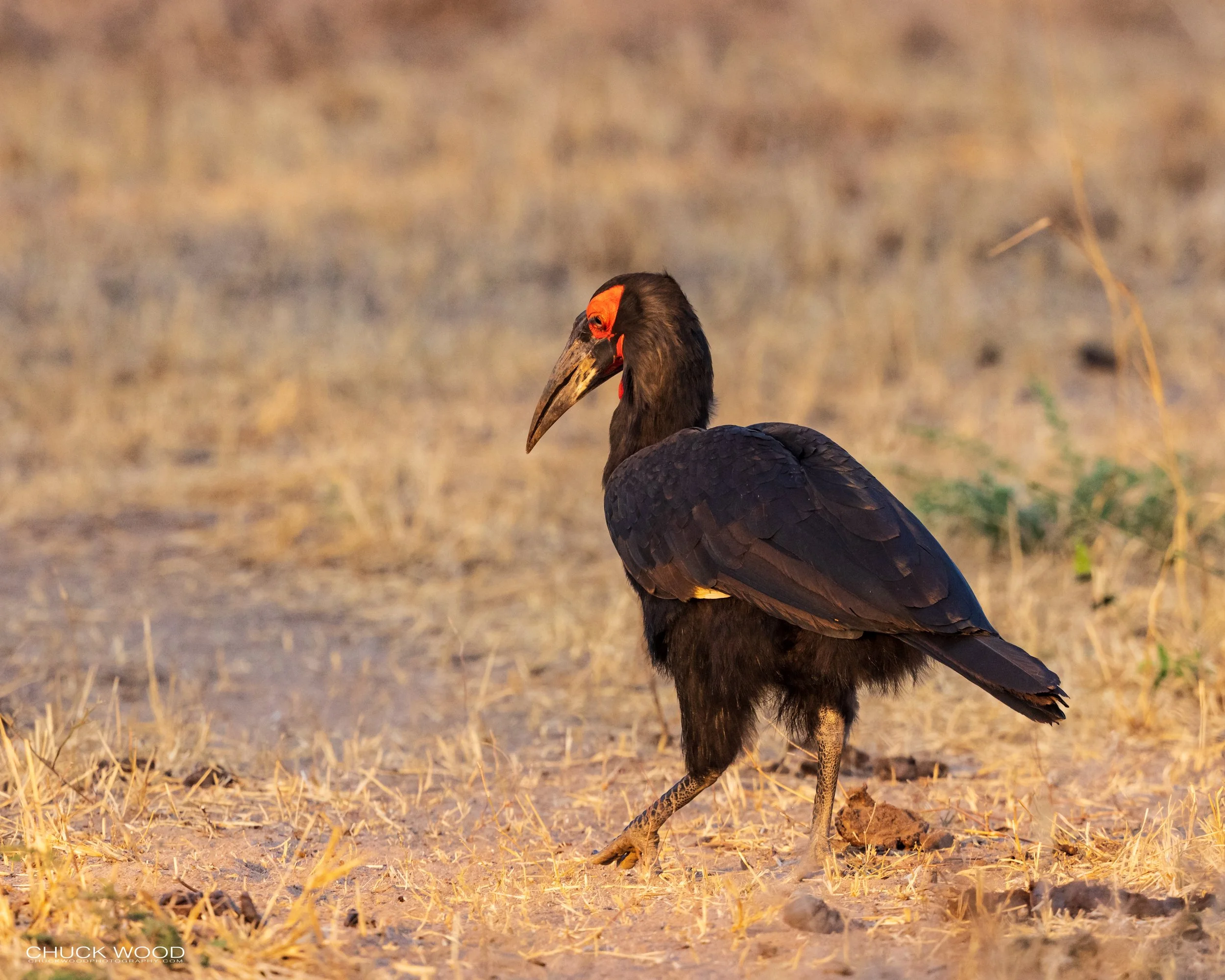  Tarangire, Tanzania 2021 