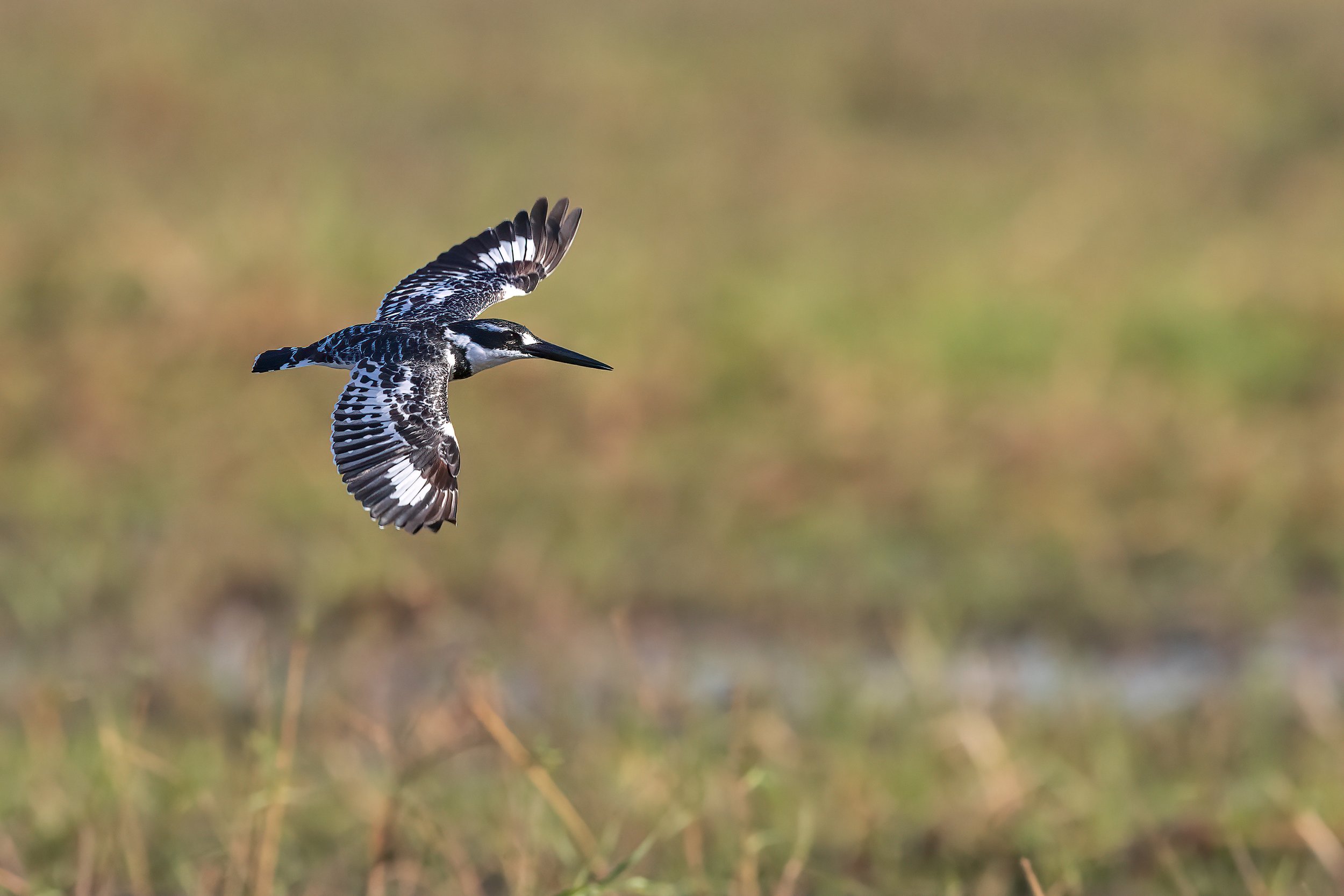  Chobe River, Botswana 2023 