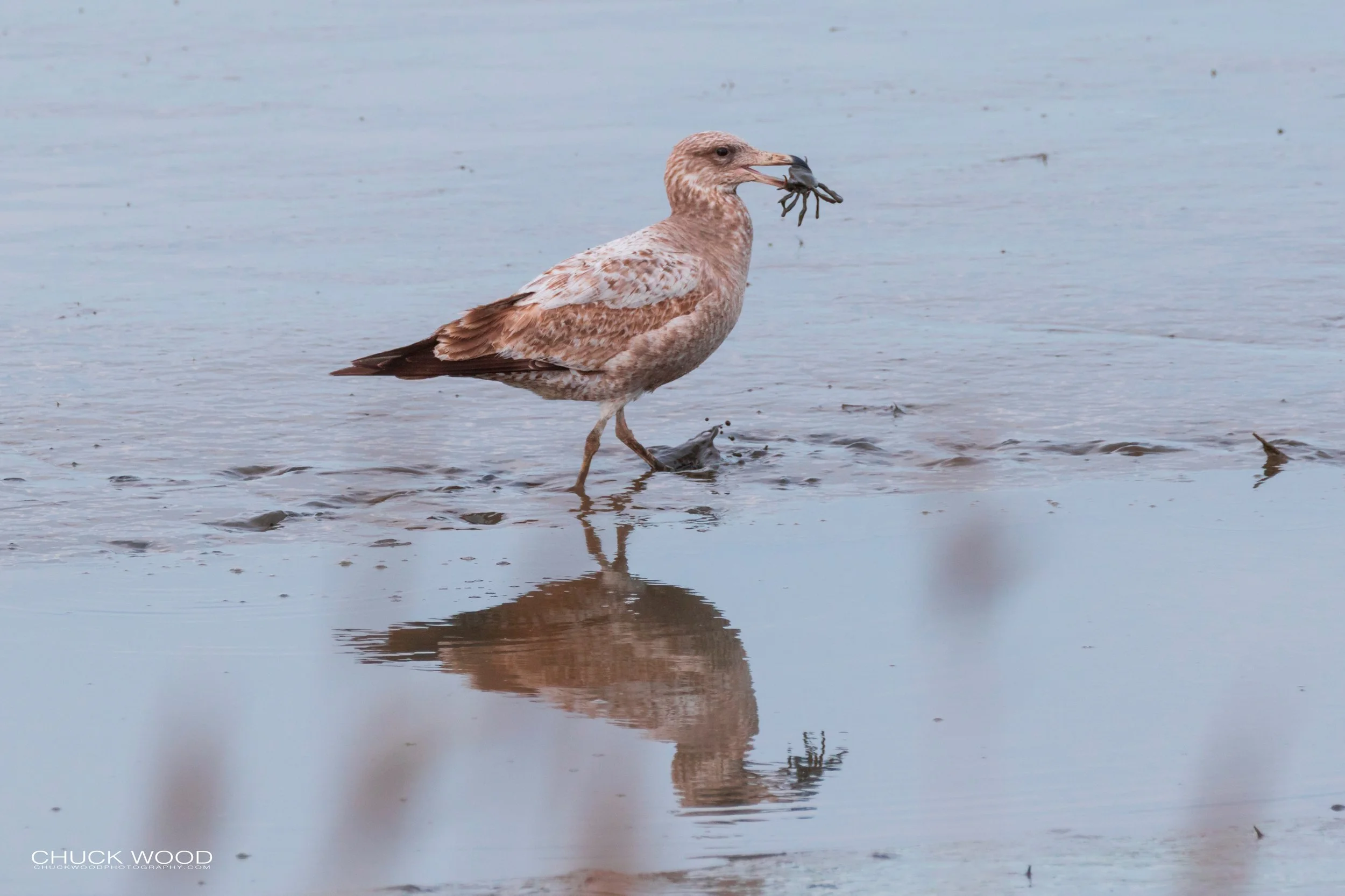  Forsyth NWR, NJ 2019 