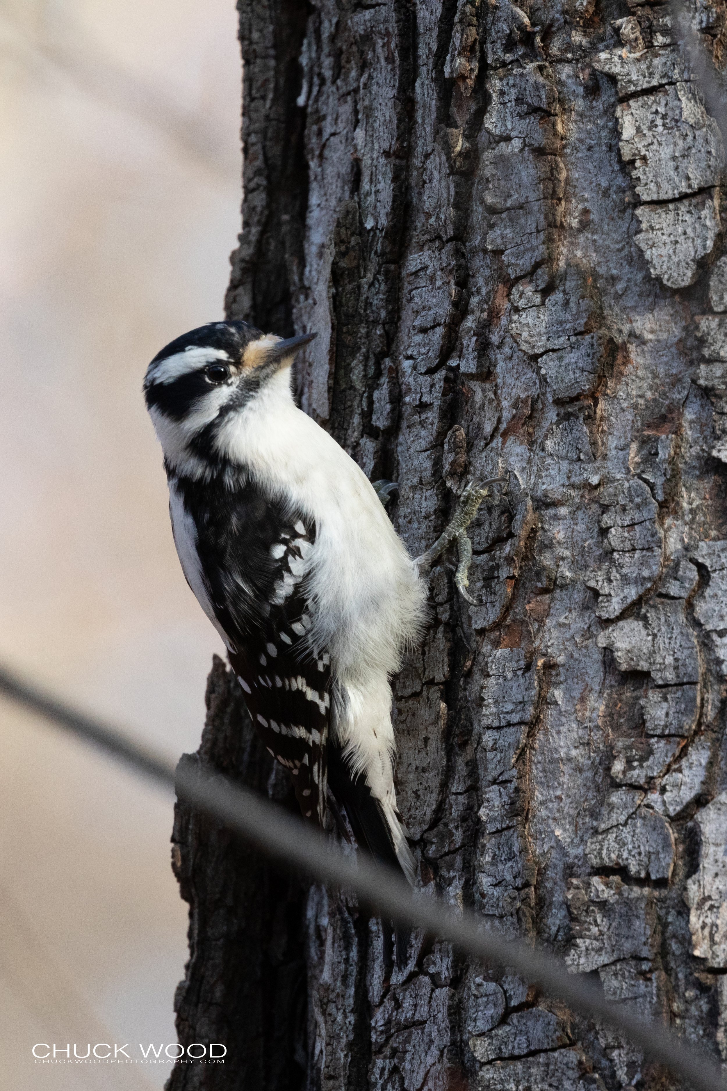  Central Park NYC, NY 2018 