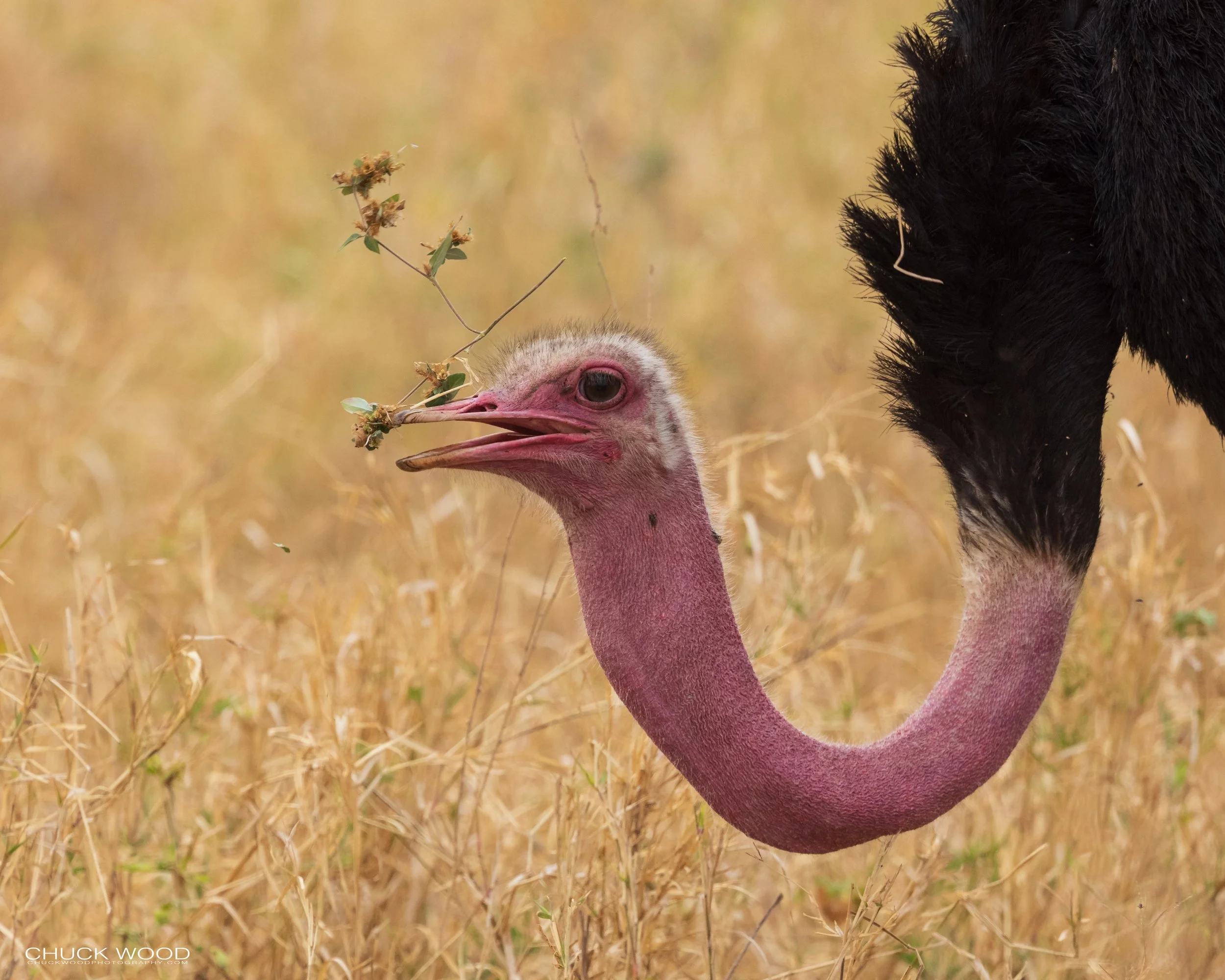  Tarangire, Tanzania 2021 
