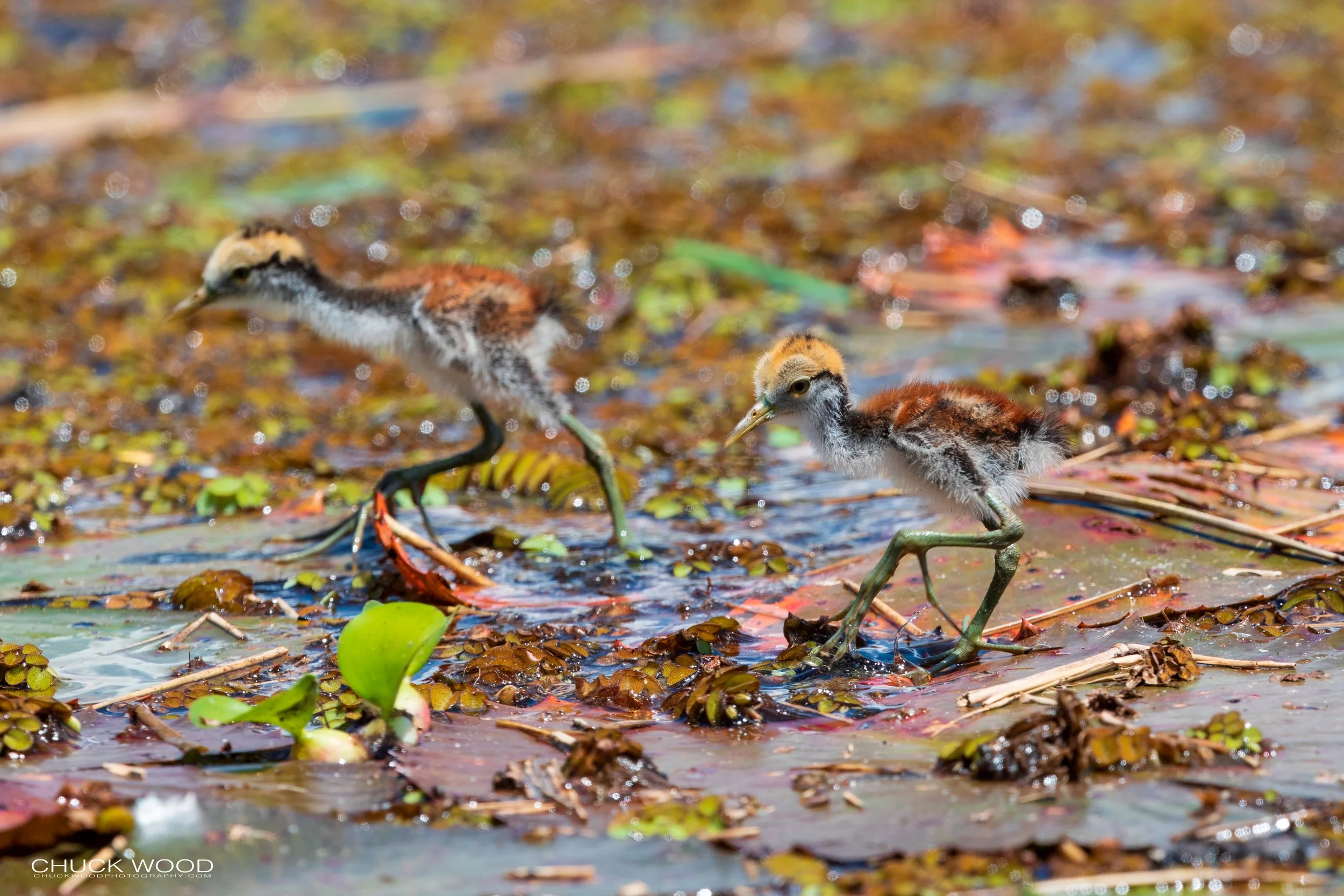  CATIE, Costa Rica 2020 