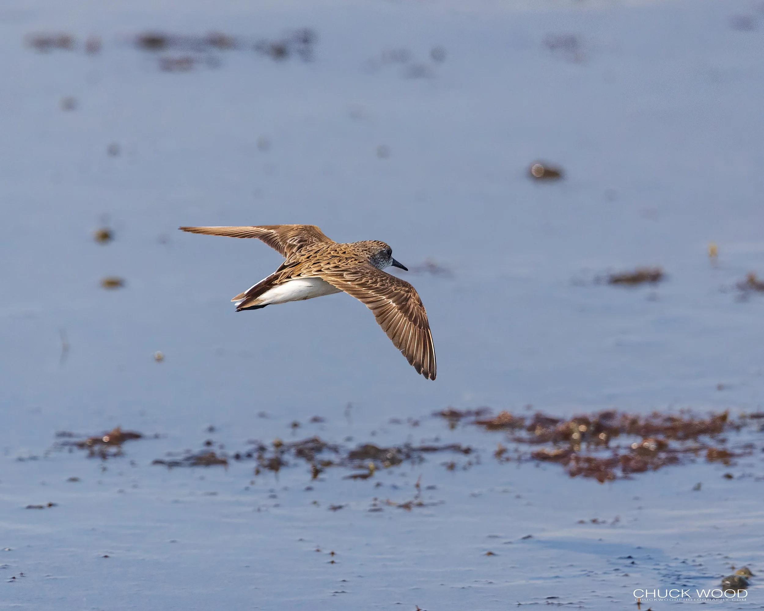  Forsythe NWR, NJ 2022 