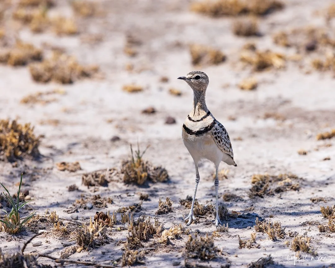  Deception Valley, Botswana 2024 