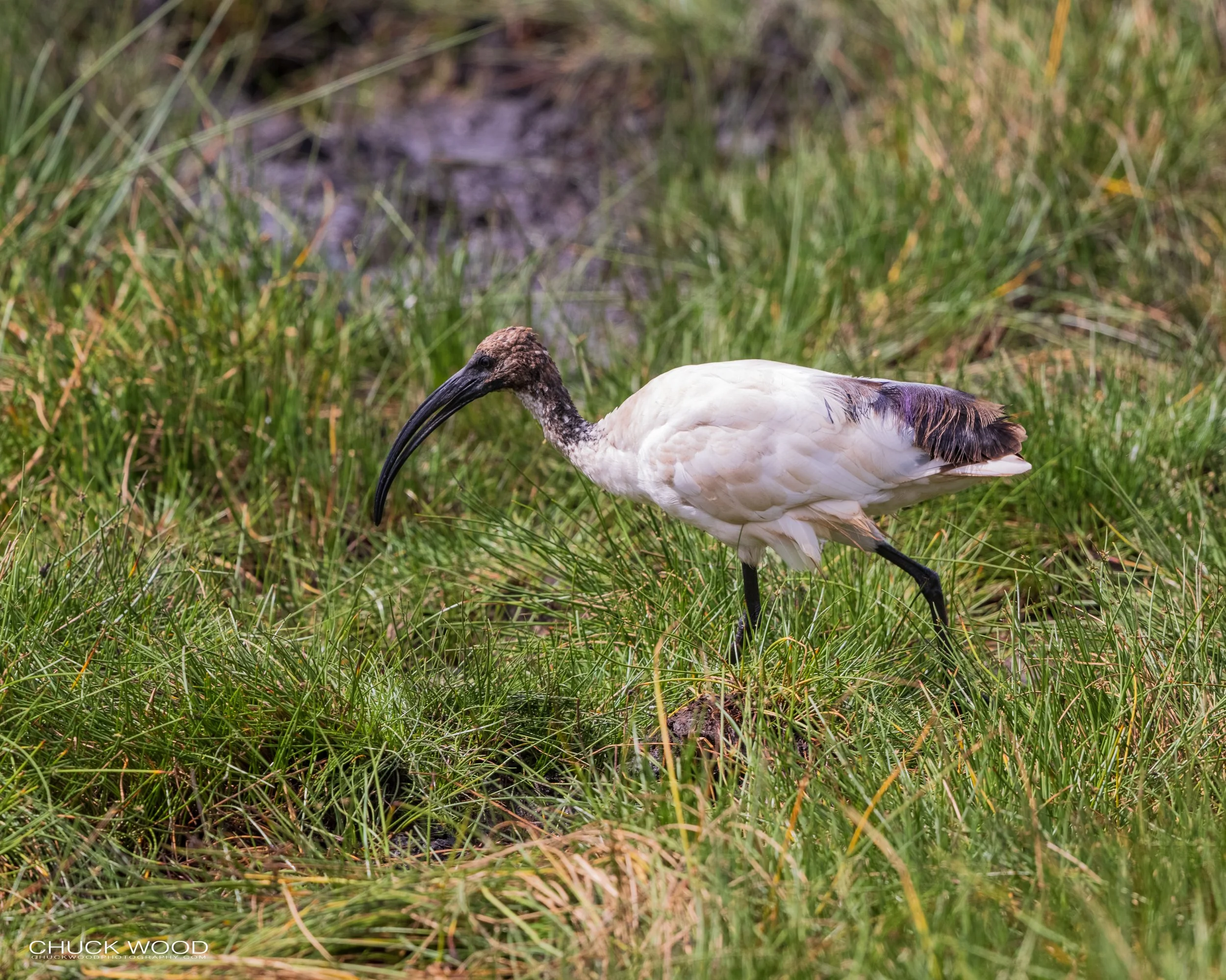  Arusha, Tanzania 2021 
