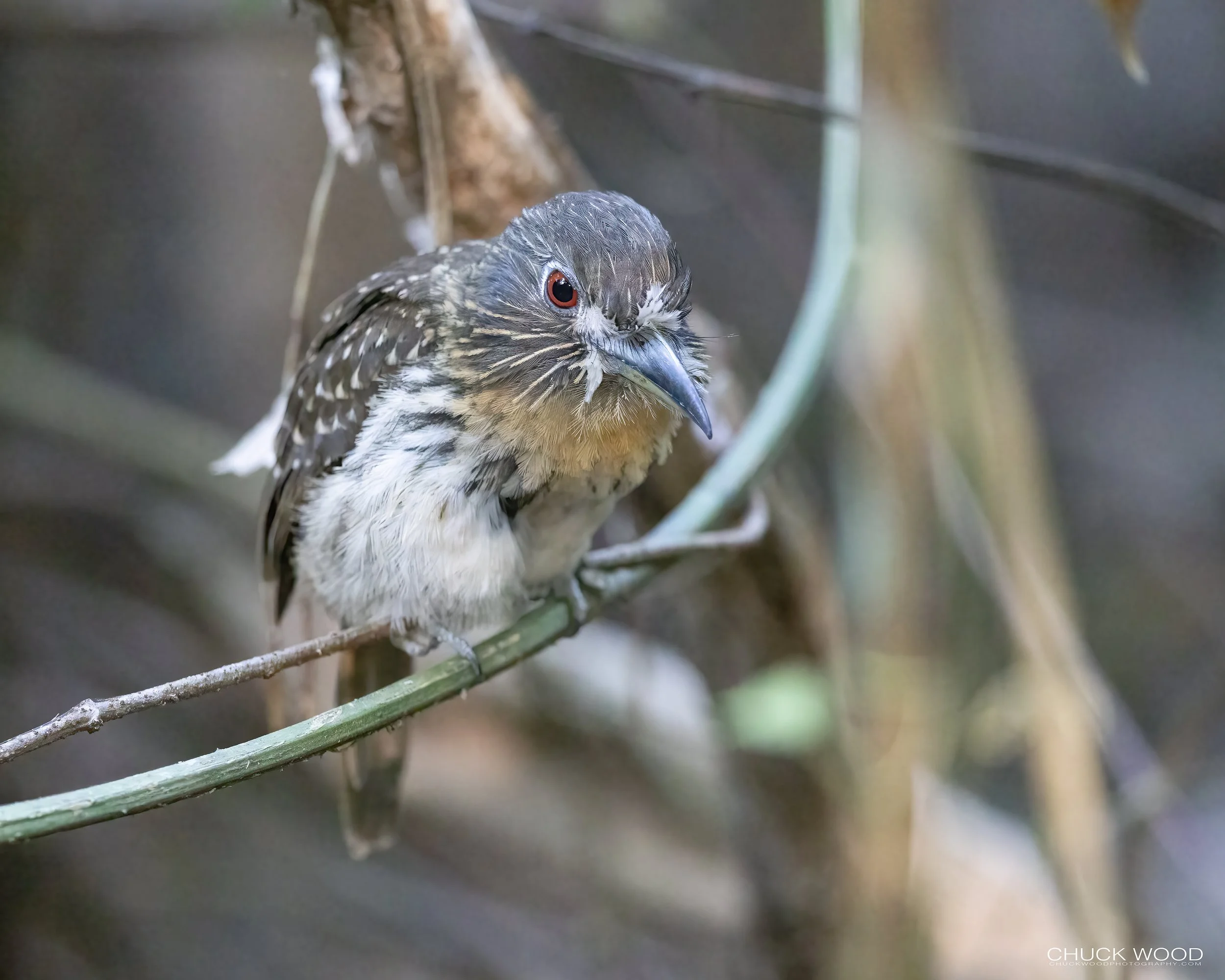  Carara NP, Costa Rica 2023 
