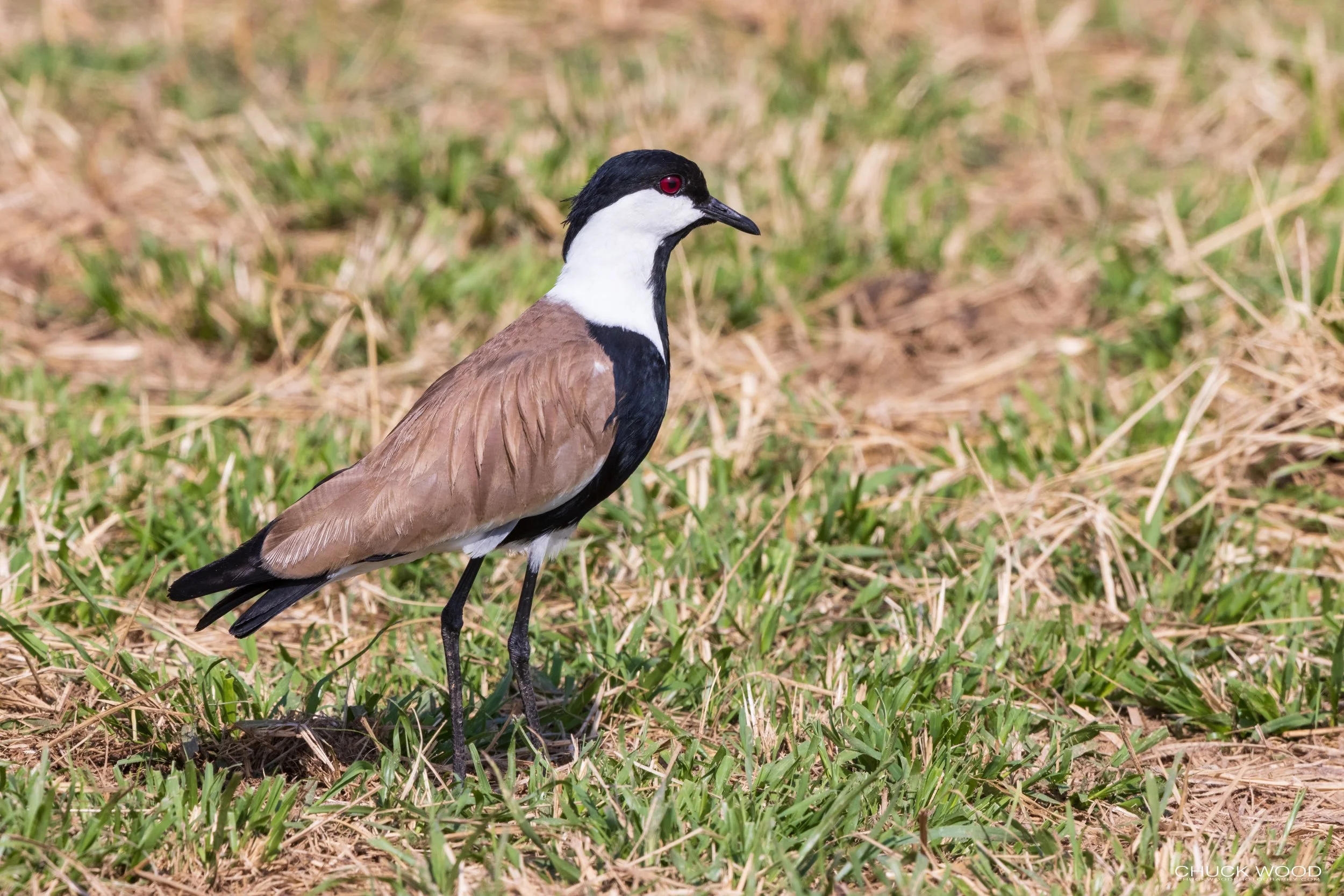 Serengeti, Tanzania 2021 