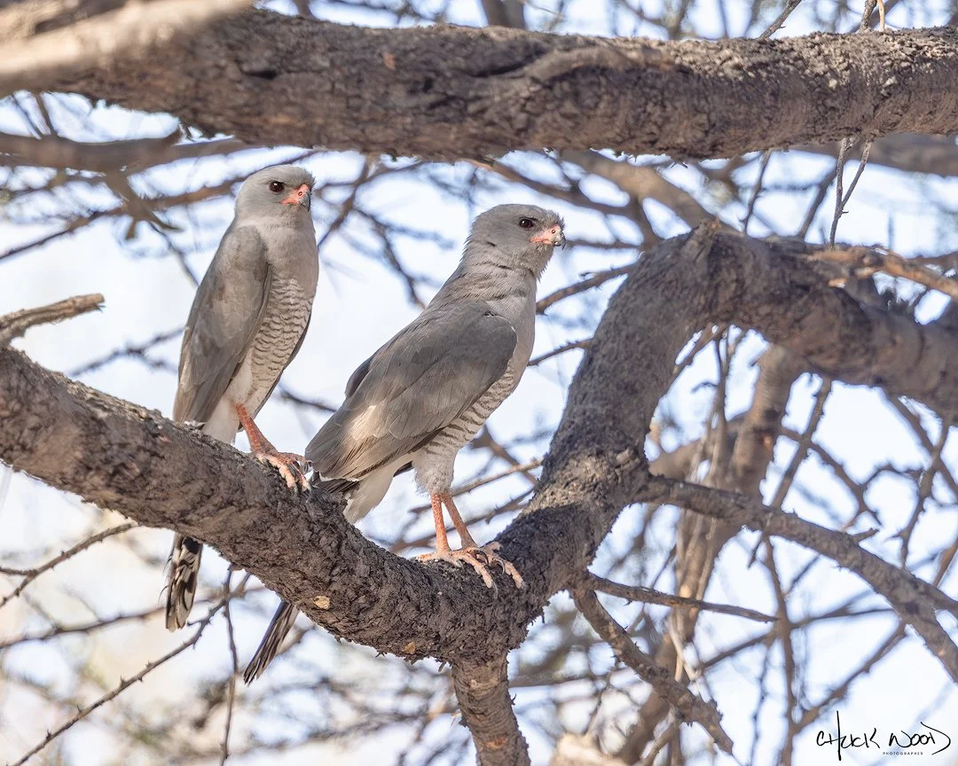  Deception Valley, Botswana 2024 