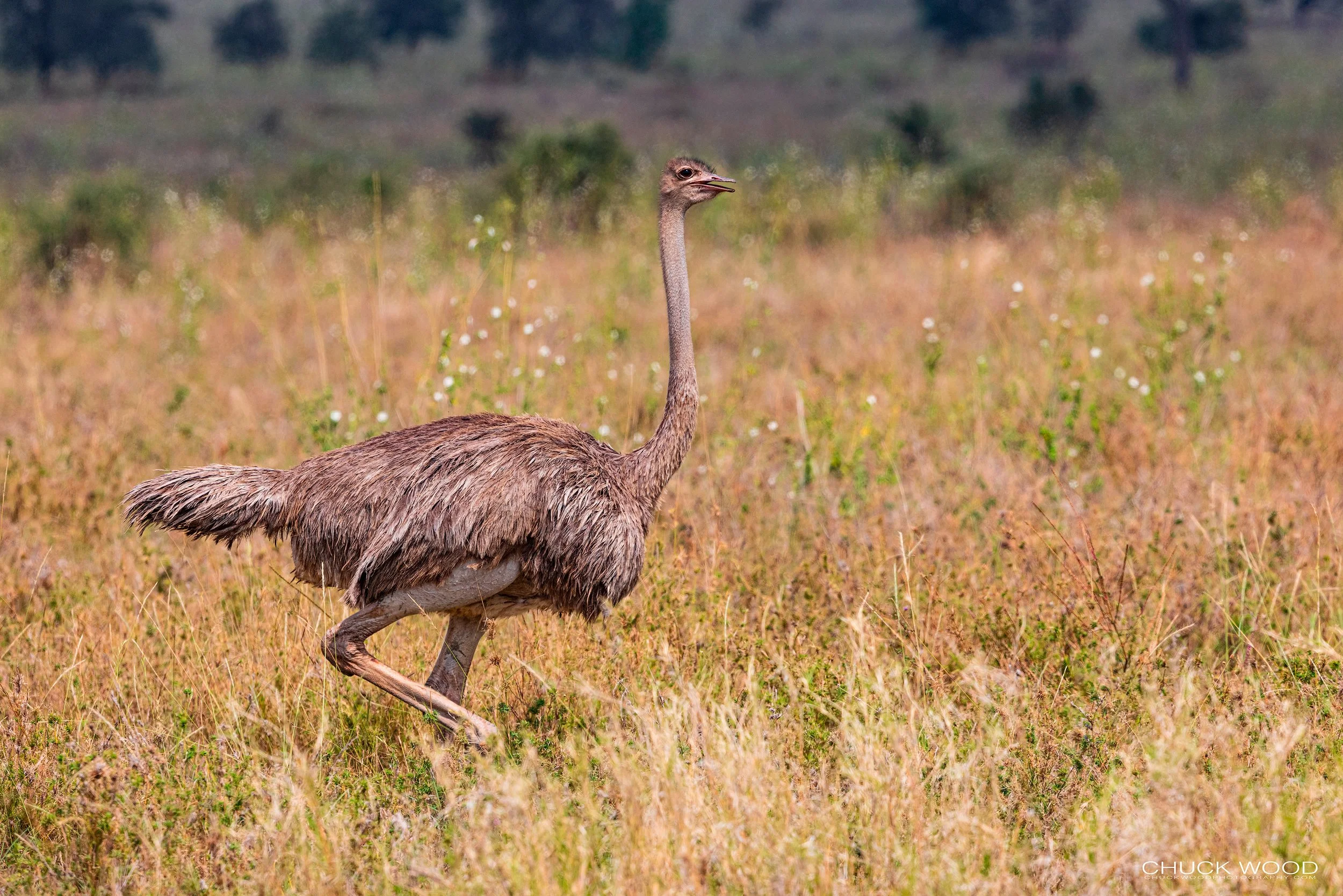  Serengeti, Tanzania 2021 