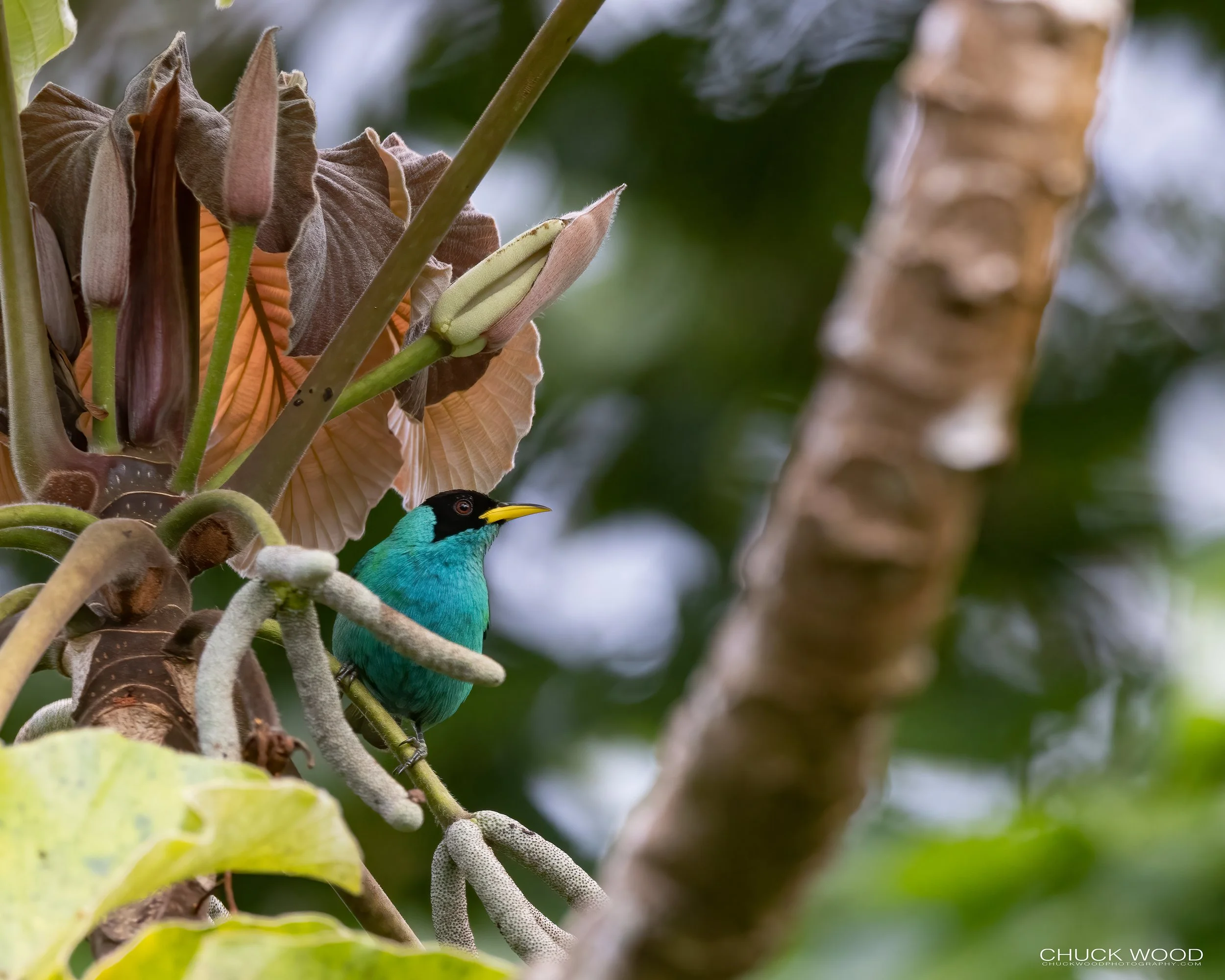  Macaw Lodge, Costa Rica 2023 