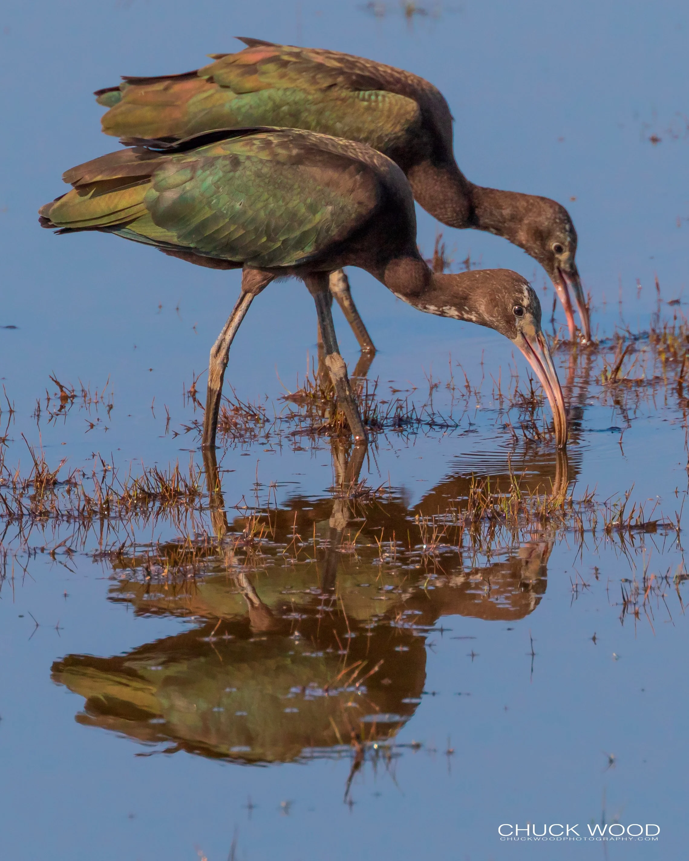  Forsythe NWR, NJ 2019 
